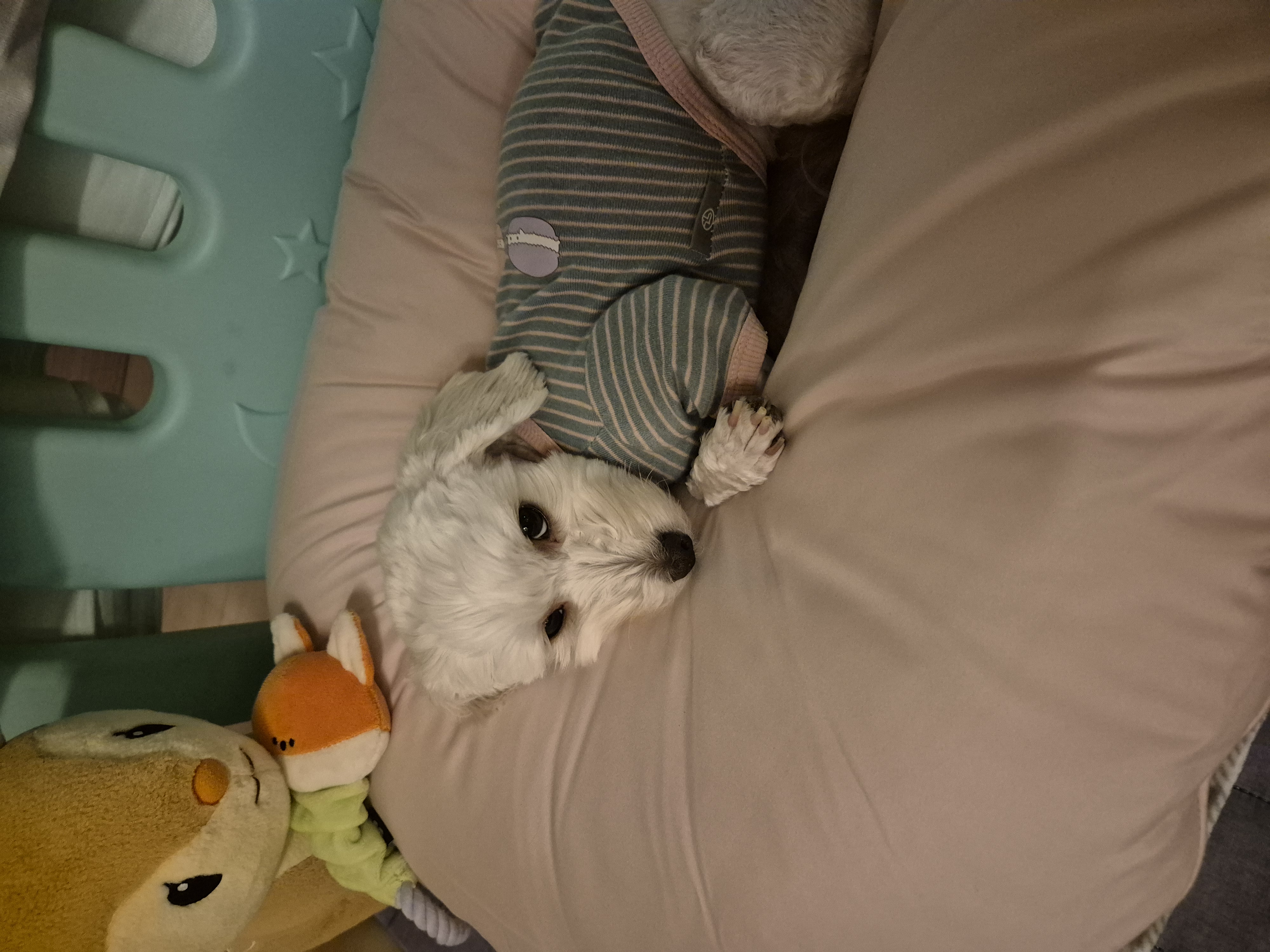 가족이된지1년되는날바람이네입니다.♡ 