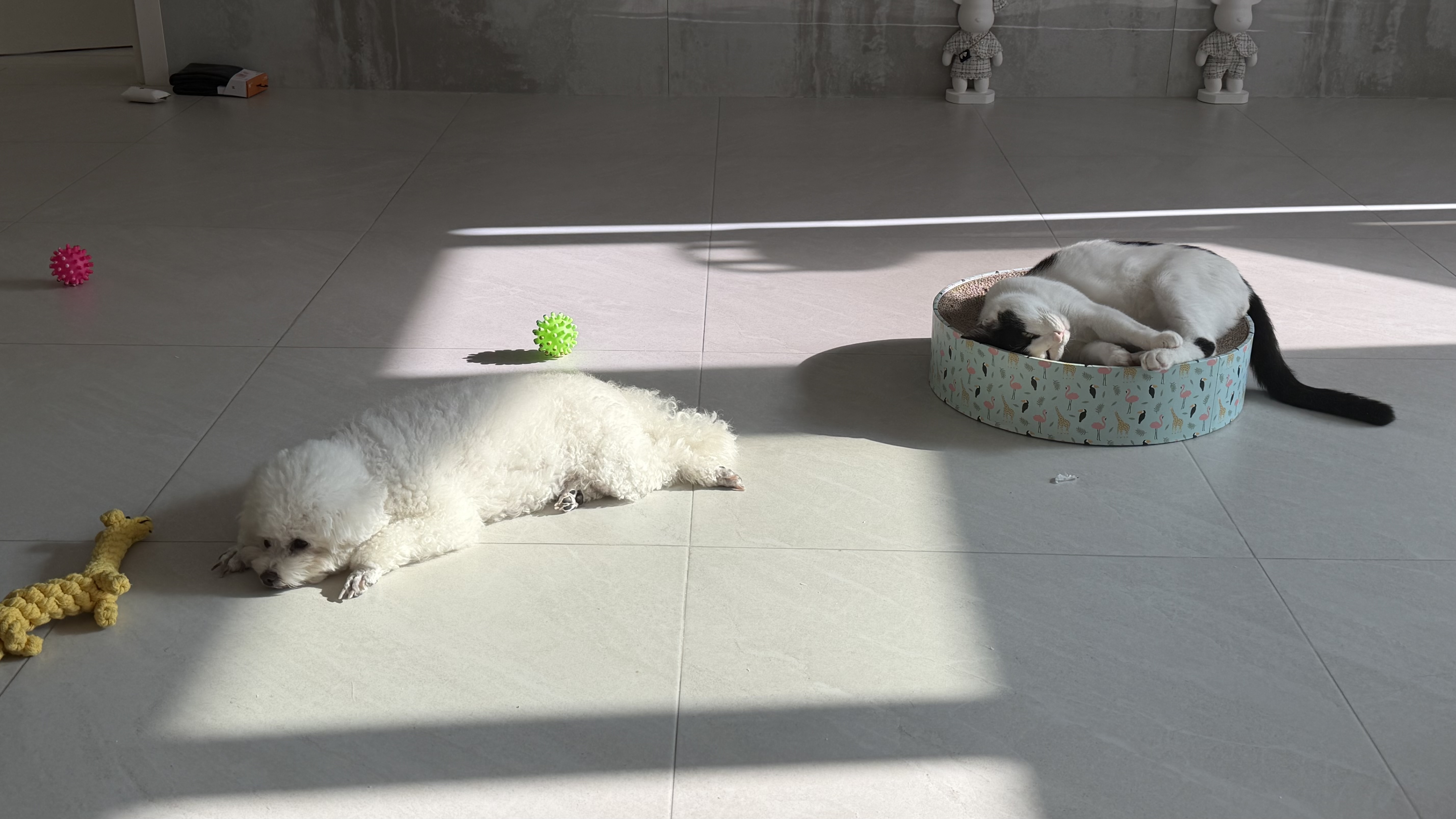 콩설이(조이) 근황입니다~