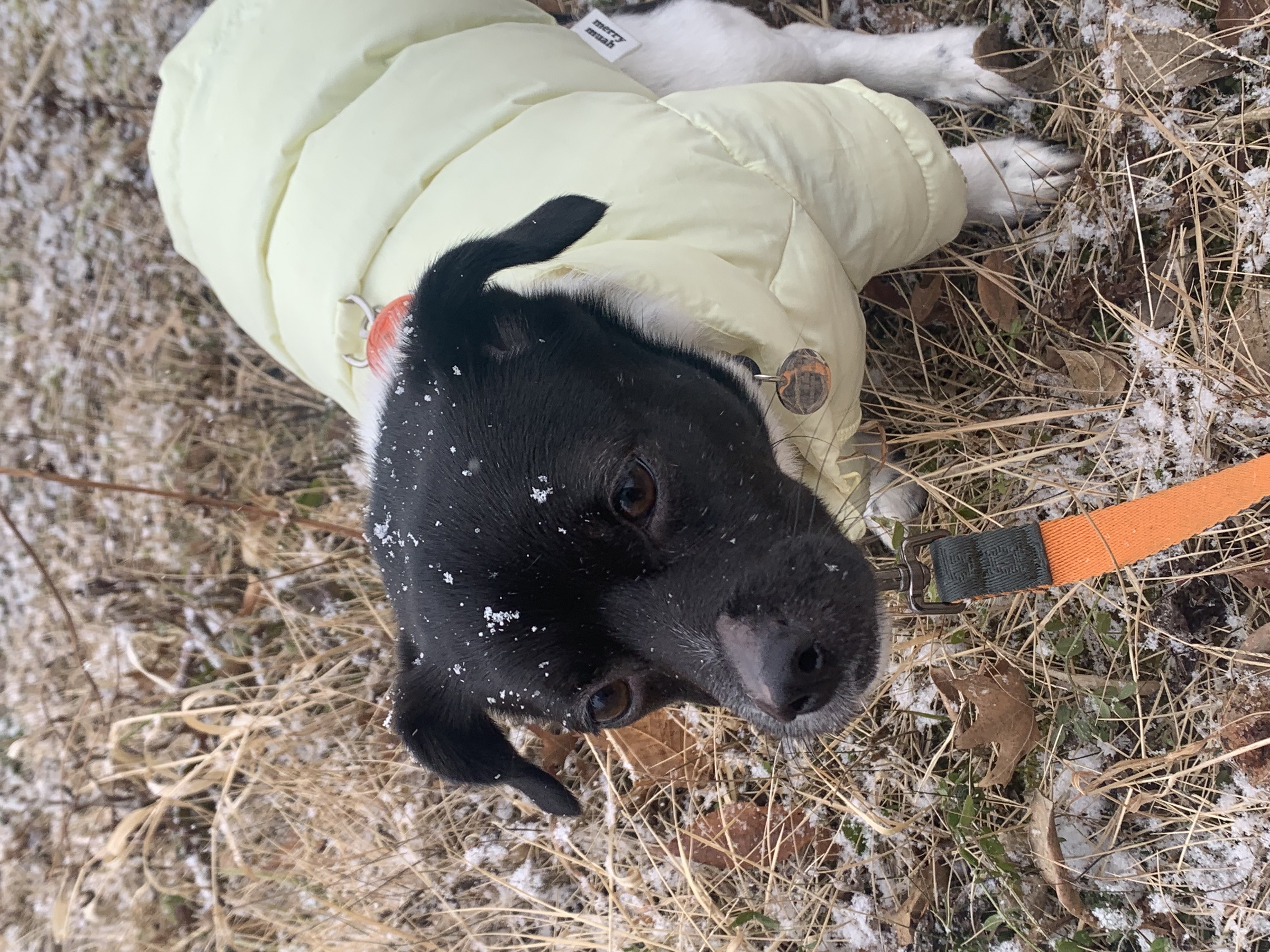 새숨이 입양전제 임시보호 한달차 후기