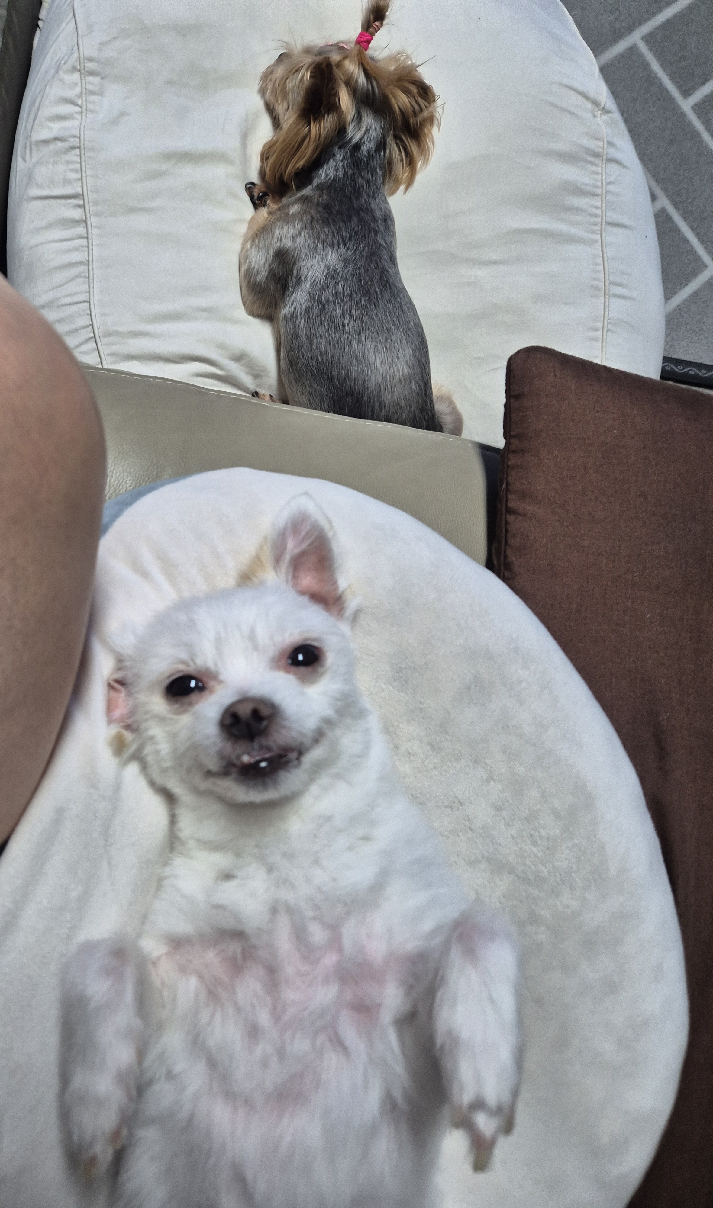 충남 구조견 오투(현 설희) 근황 올려봐요^^