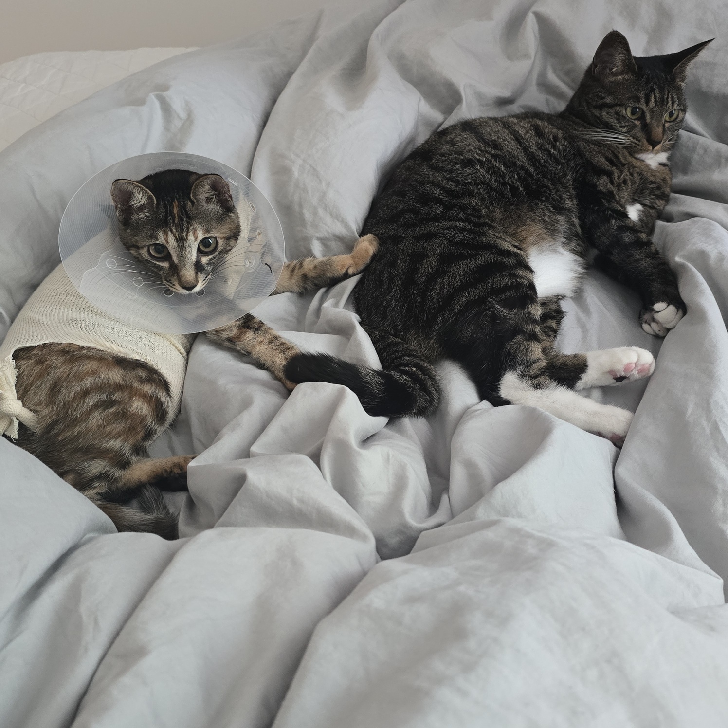 토란이의 3달 적응기