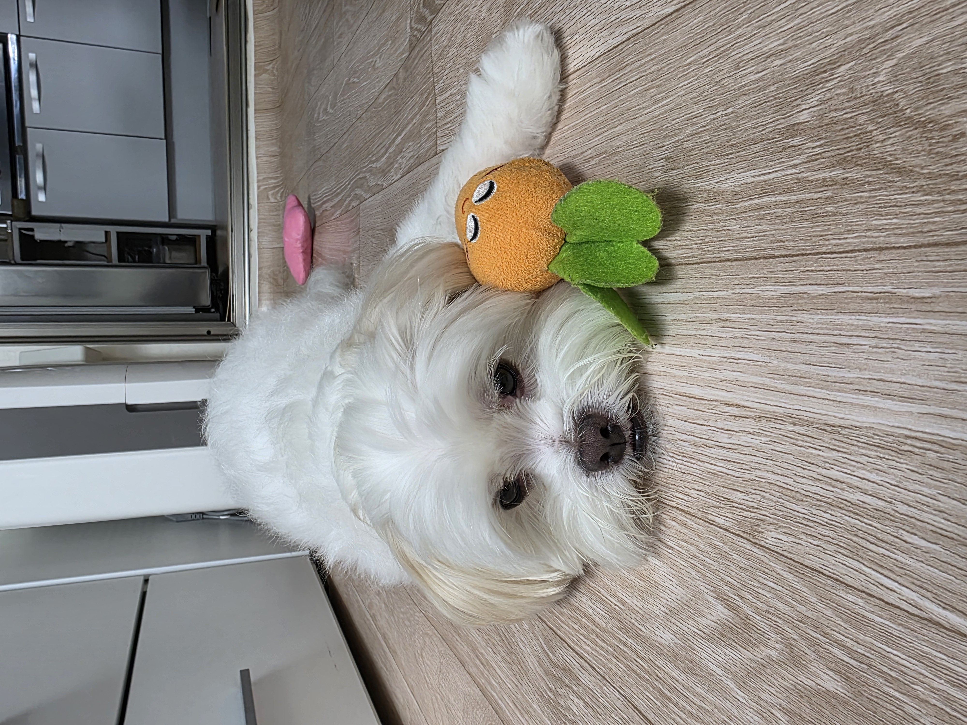 아산 아원이 현 가을이 3주년 소식입니다