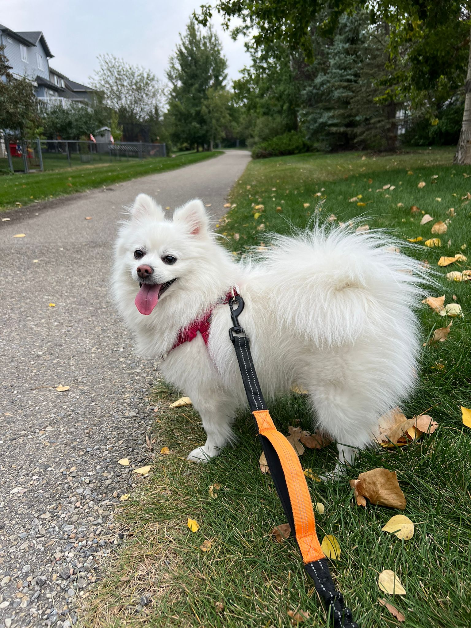 [해외입양] 캐나다 밴쿠버에서 전해온 '리야' 소식💌