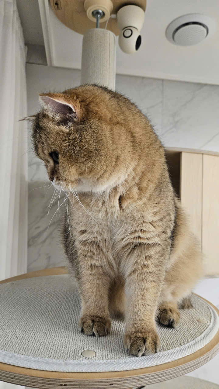 우리집 마스코트가 된 마루