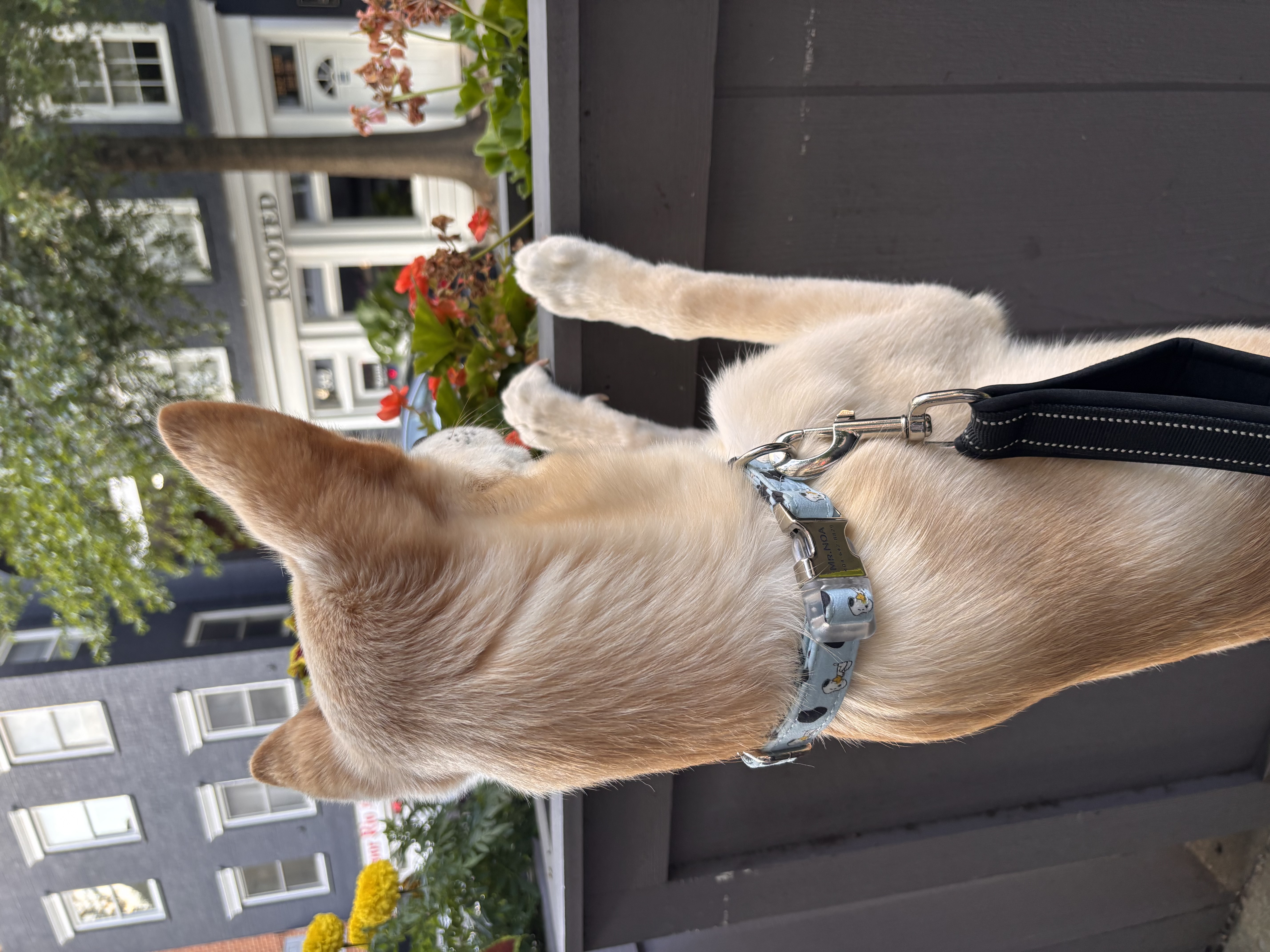 [해외입양] 미국 워싱턴에서 전해온 '영돌이' 소식