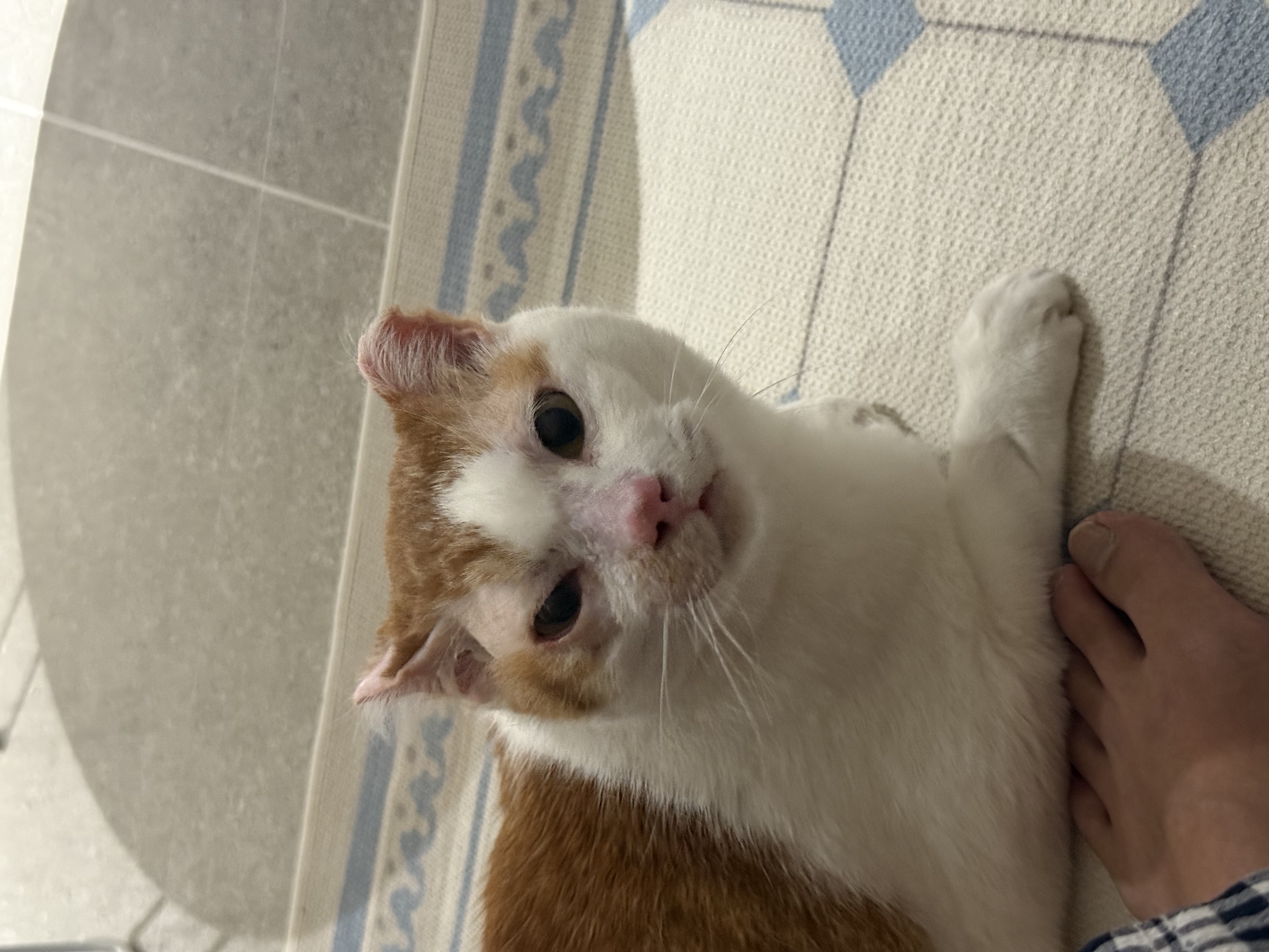 온샘이 입양 후기!