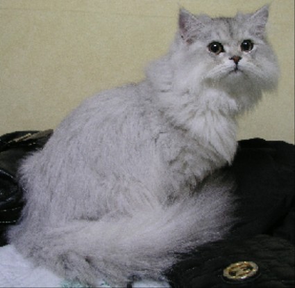 [퍼옴] 고양이 탁묘 사기사건