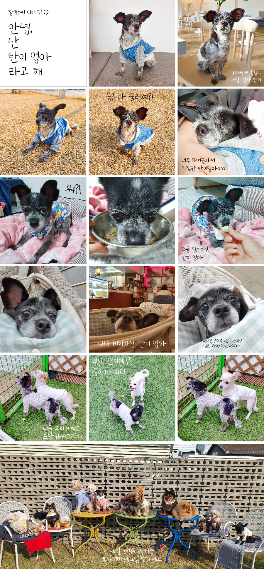 장탄씨 이야기 (동자연_탄이) : 입양 7개월 후기