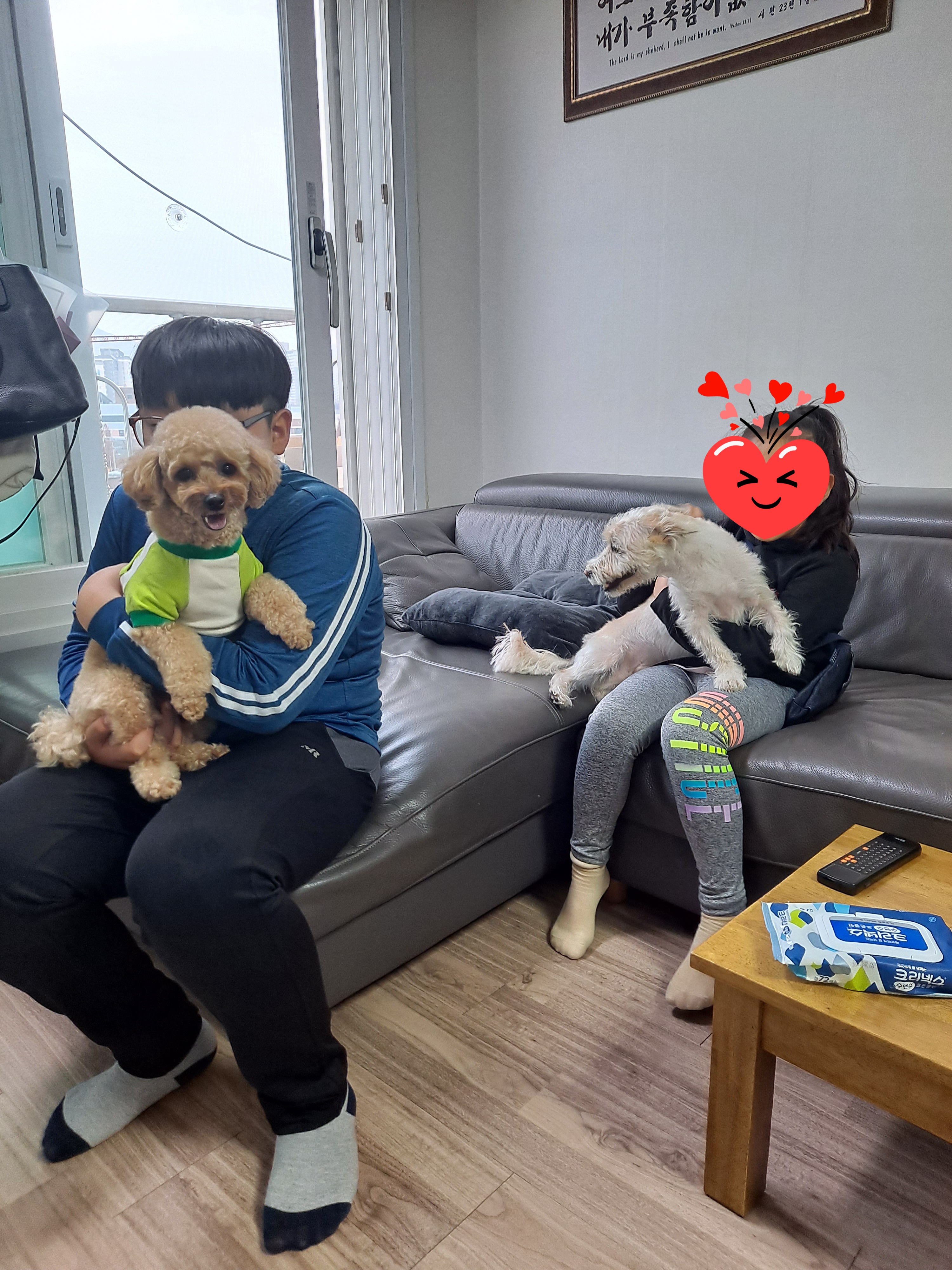 조이(제이) 입양 한달 후기