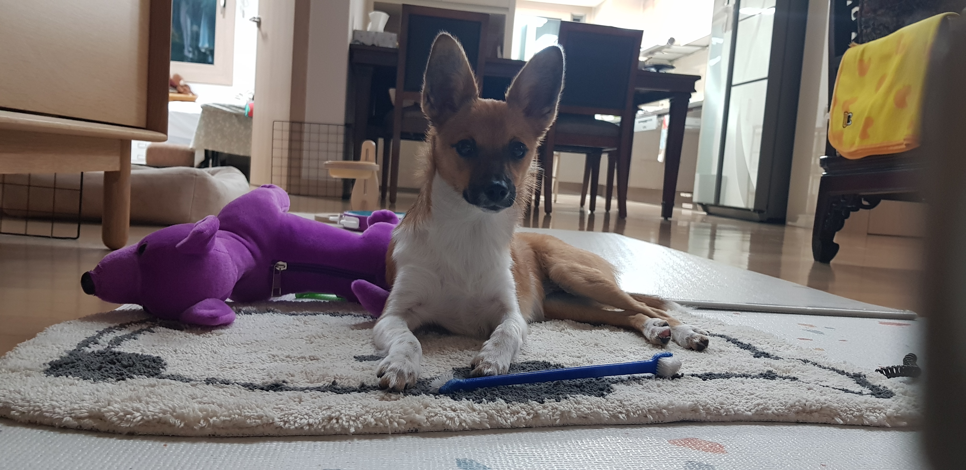 보나(은일이) 3개월+!!!