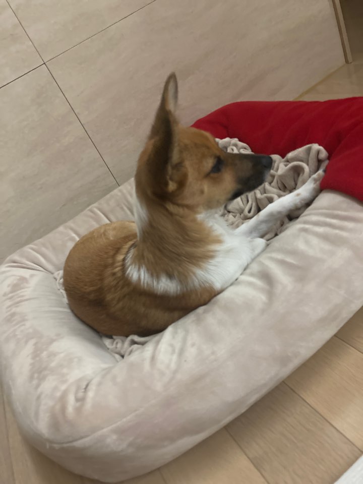 보나(은일이) 3개월+!!!