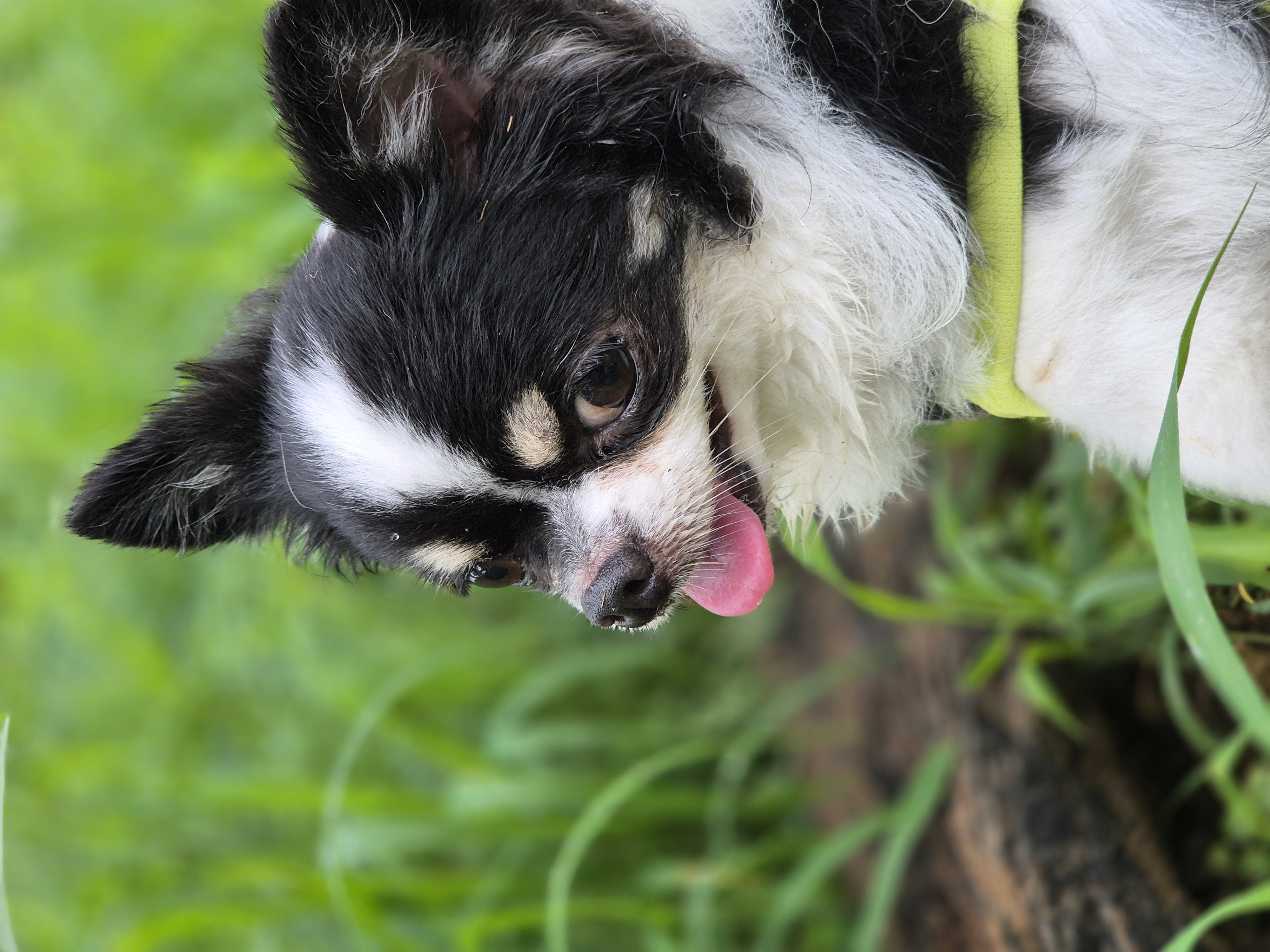 또또랑 2336일째(평택치와와)