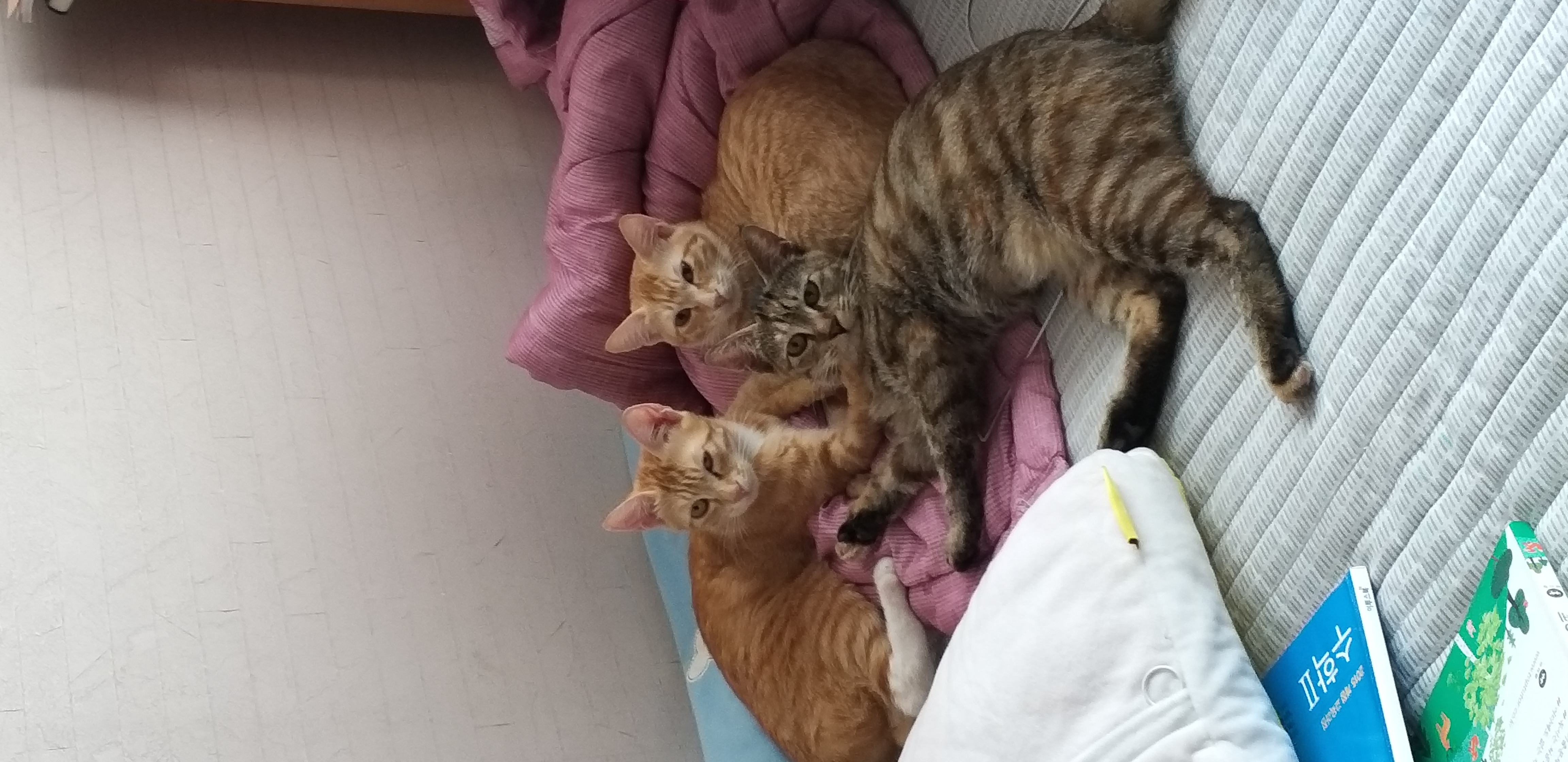 뚜비, 나나, 뽀 입양 3개월 후기