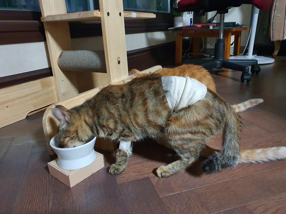 뚜비, 나나, 뽀 입양 3개월 후기