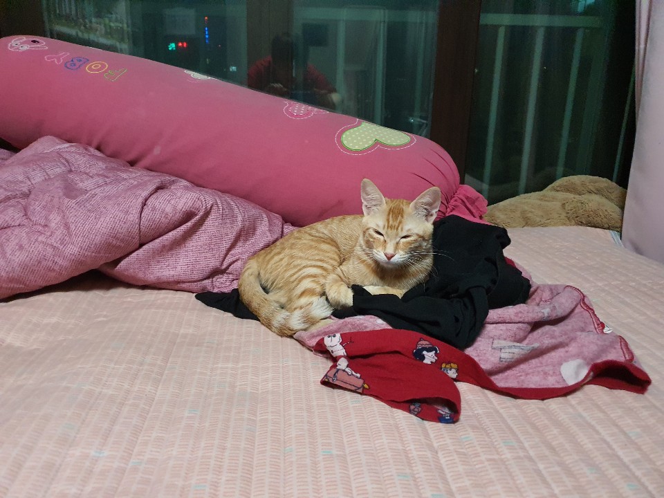 뚜비, 나나, 뽀 입양 3개월 후기