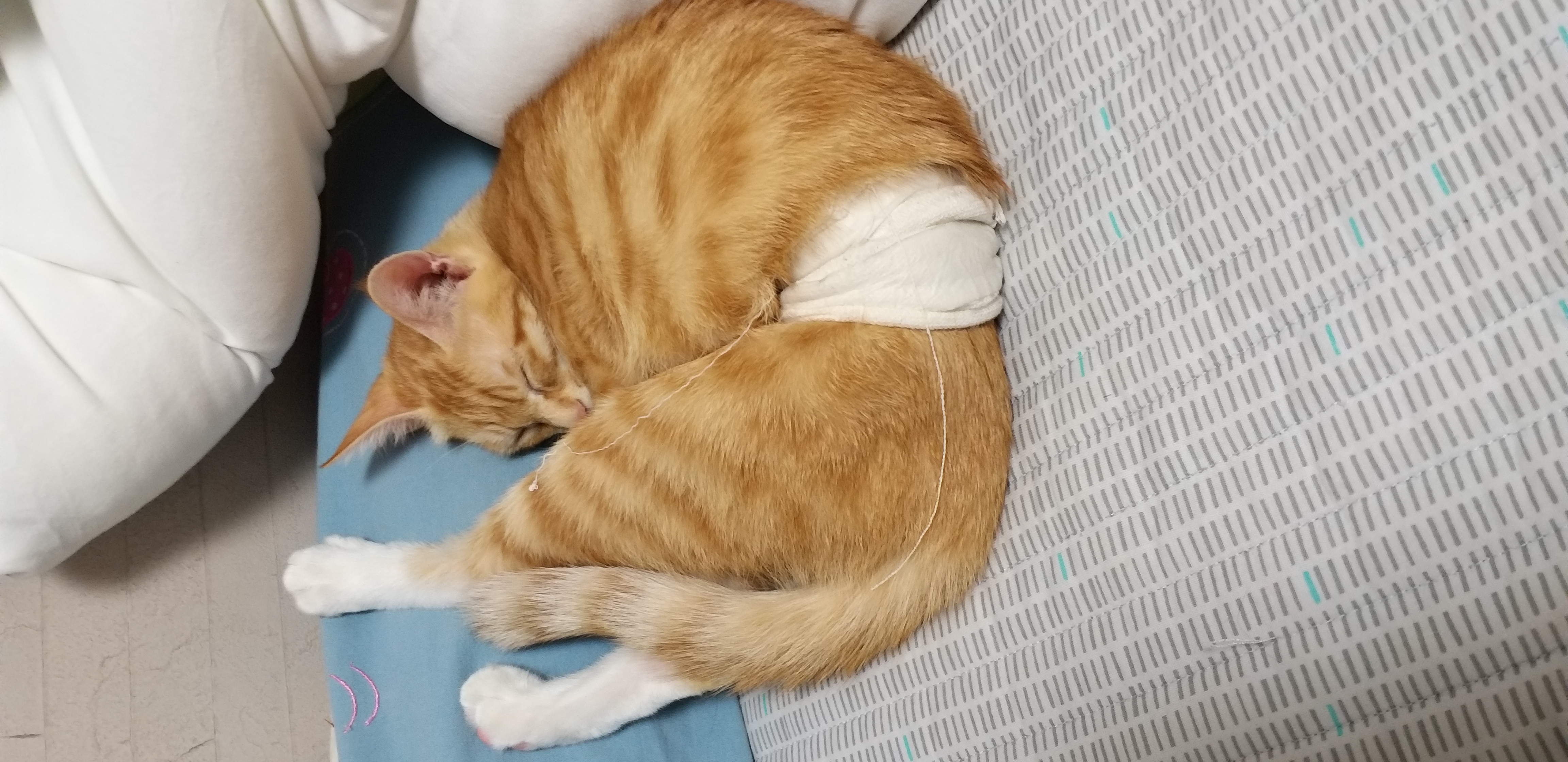 뚜비, 나나, 뽀 입양 3개월 후기