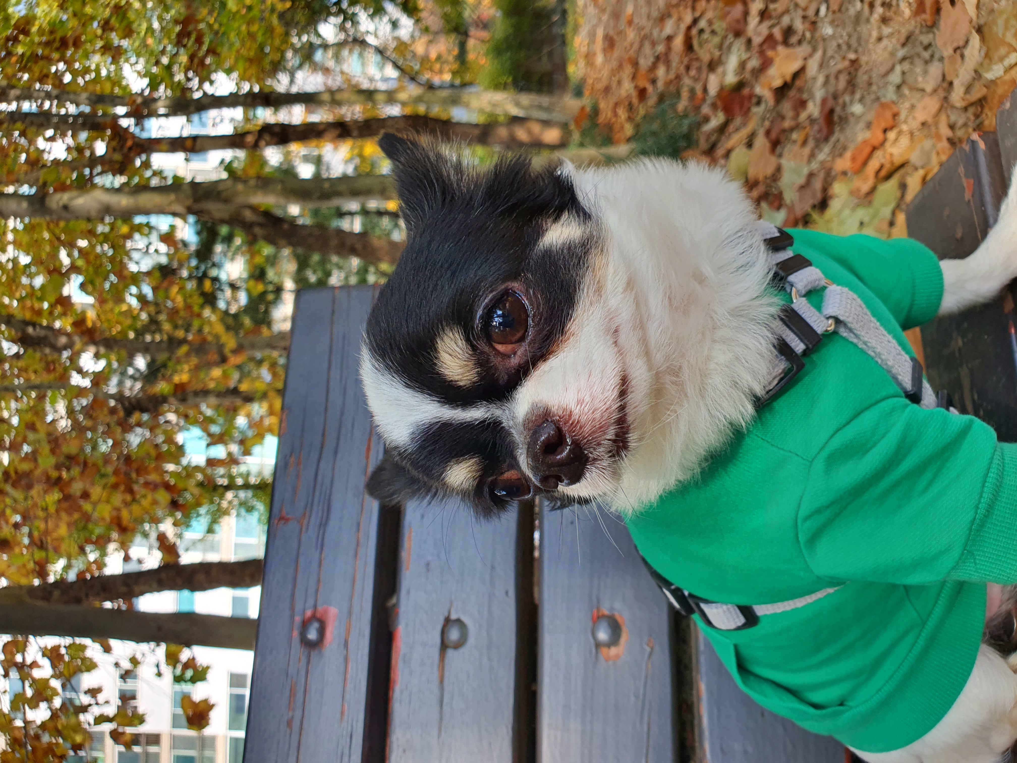 또또랑 617일째(평택치와와)