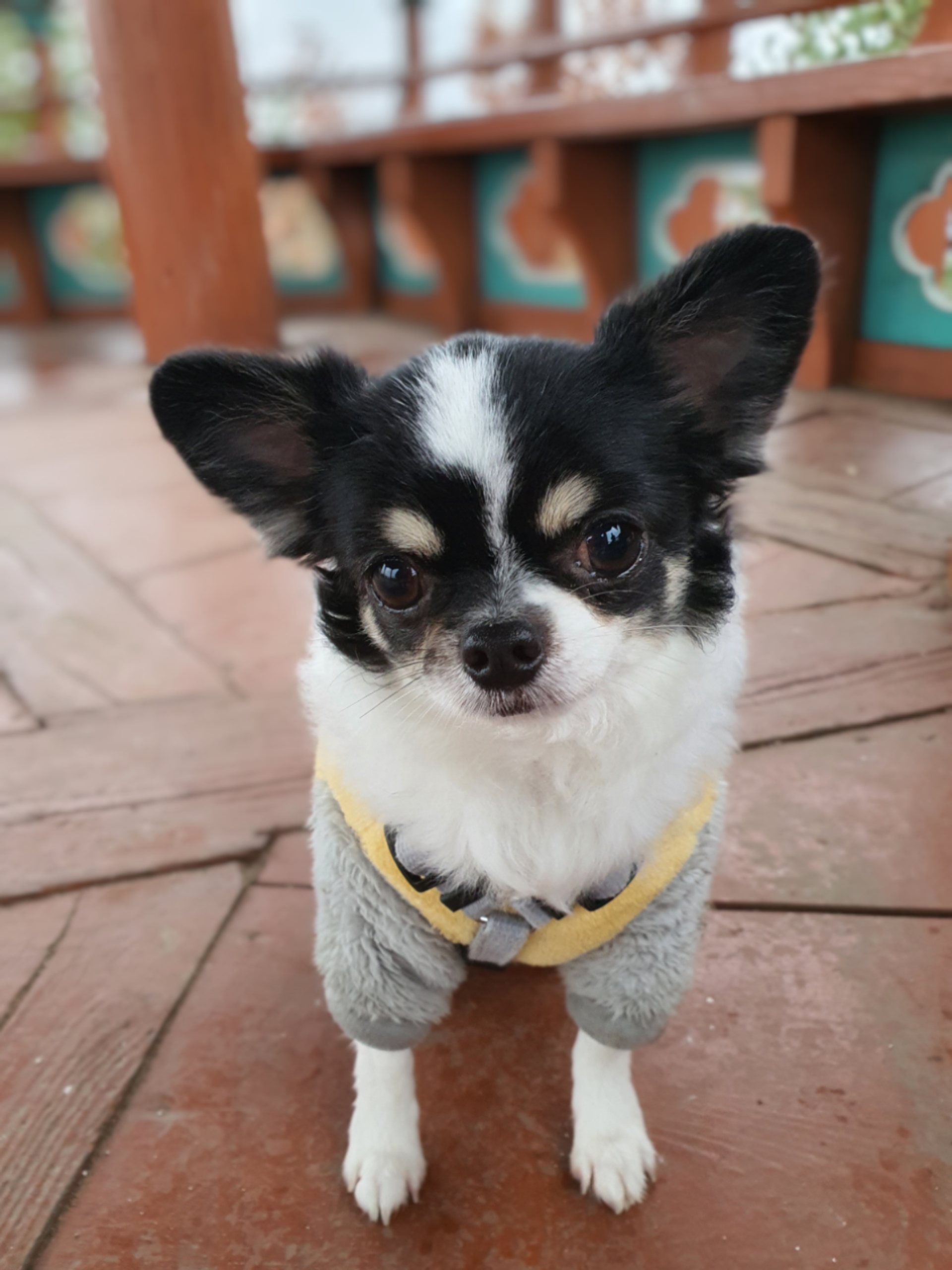 또또랑 617일째(평택치와와)