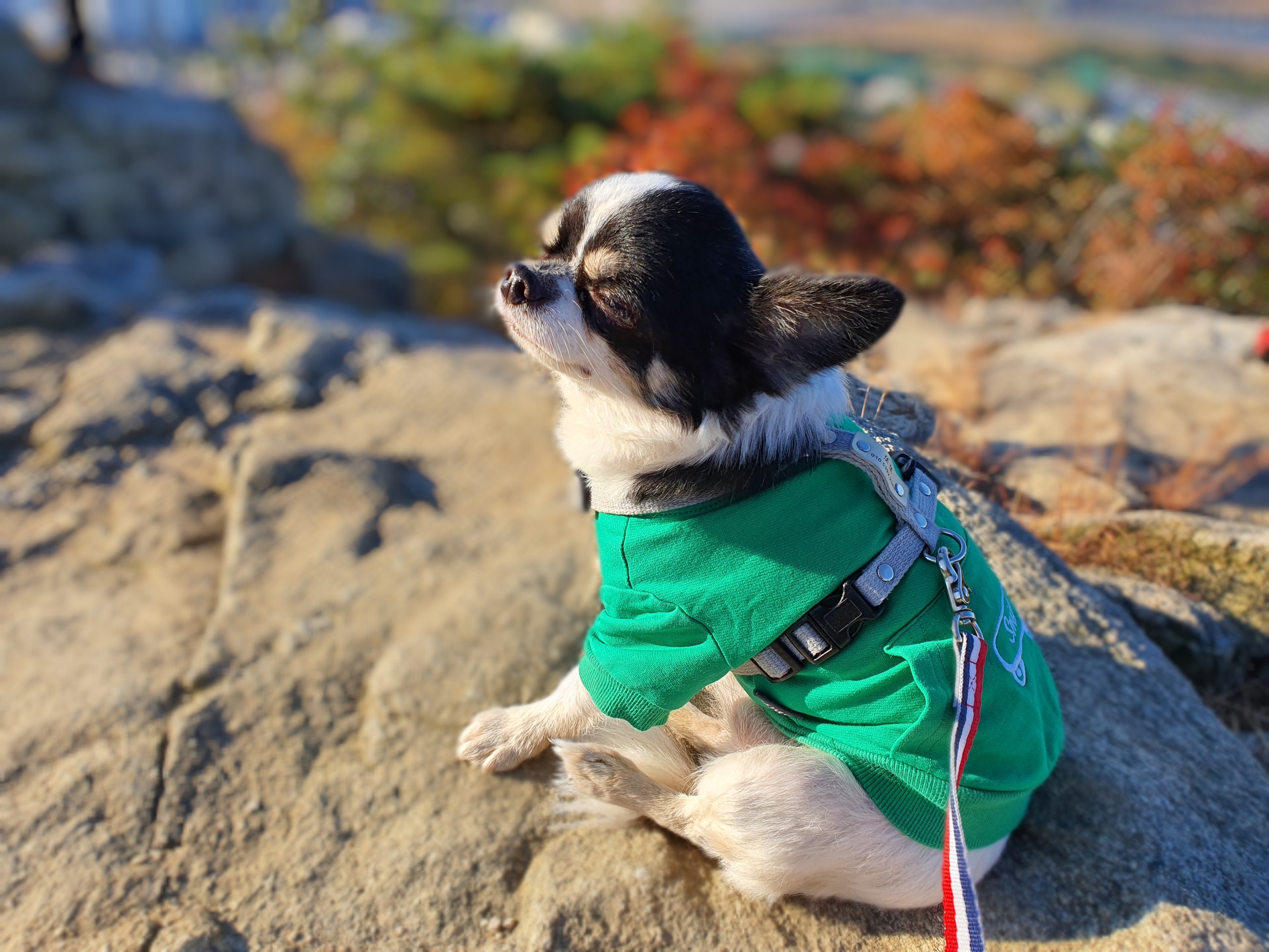 또또랑 617일째(평택치와와)