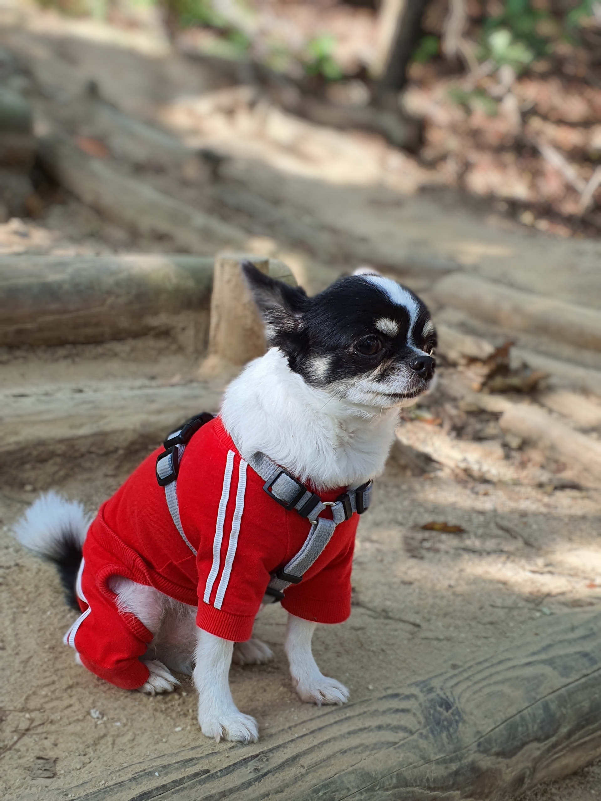 또또랑 617일째(평택치와와)