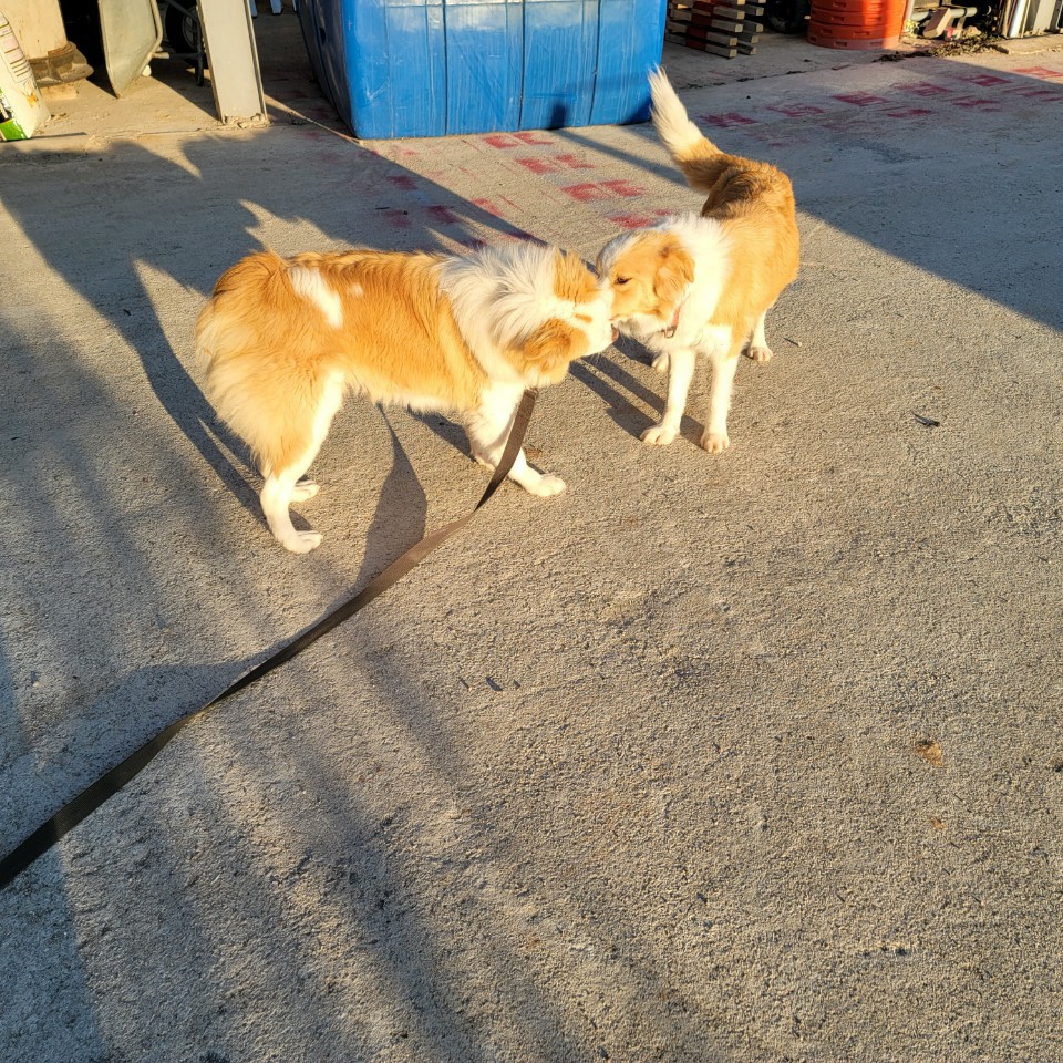 메이로렌이. 잘지내고 잇습니다~~!!