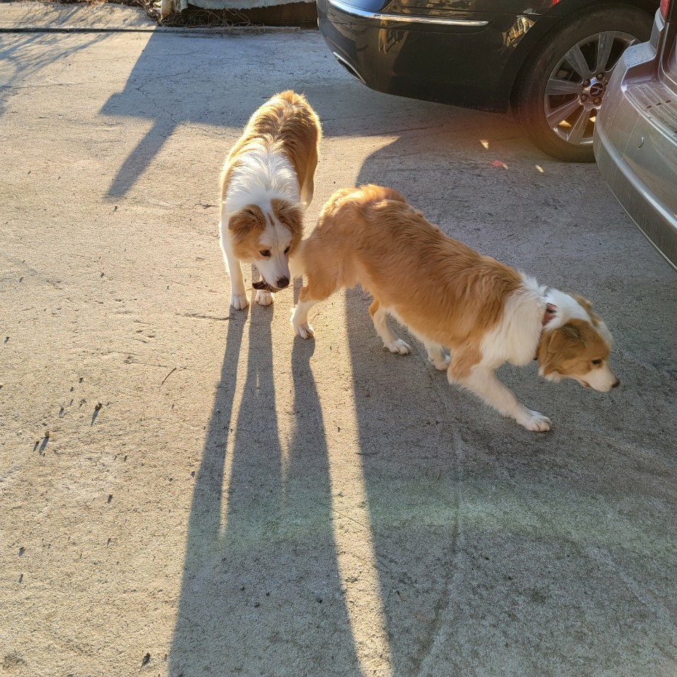 메이로렌이. 잘지내고 잇습니다~~!!