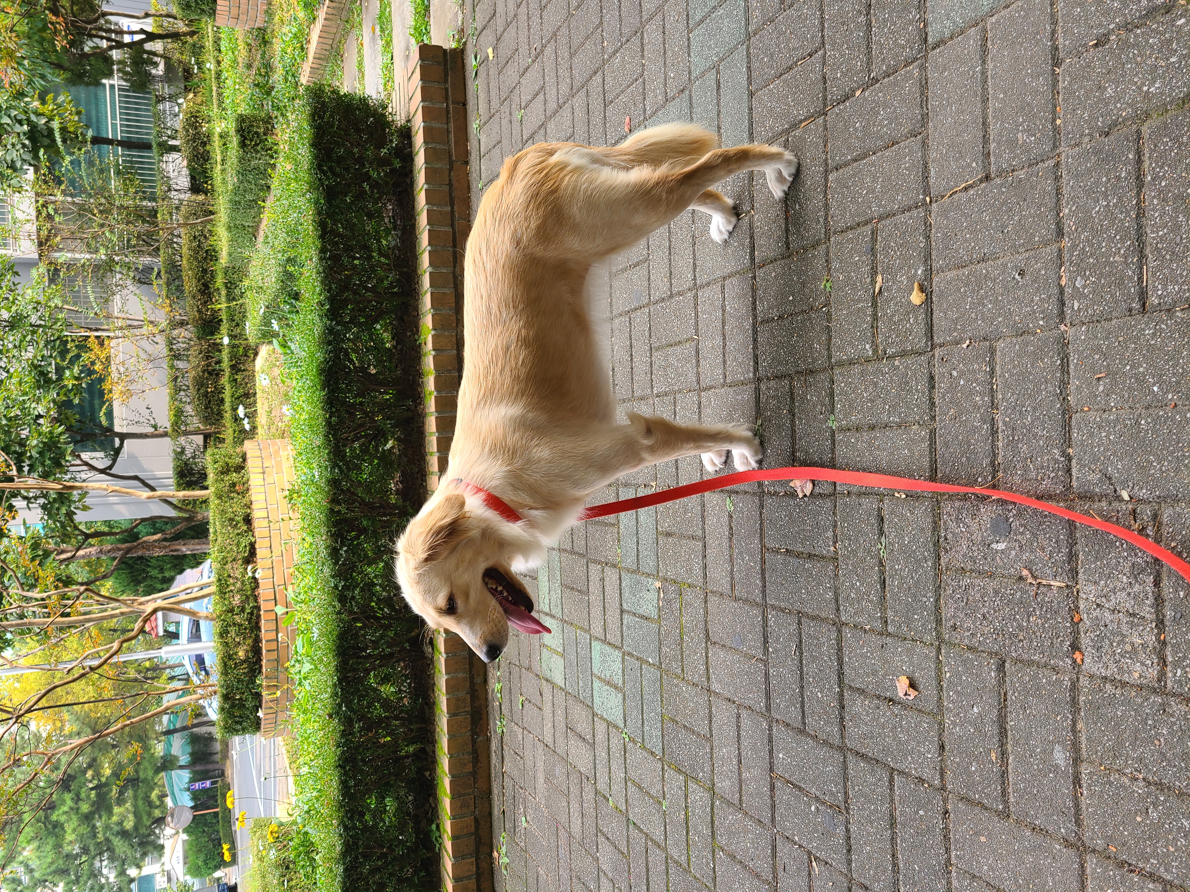 고양6번 로제와 세달입니다~ㅎ