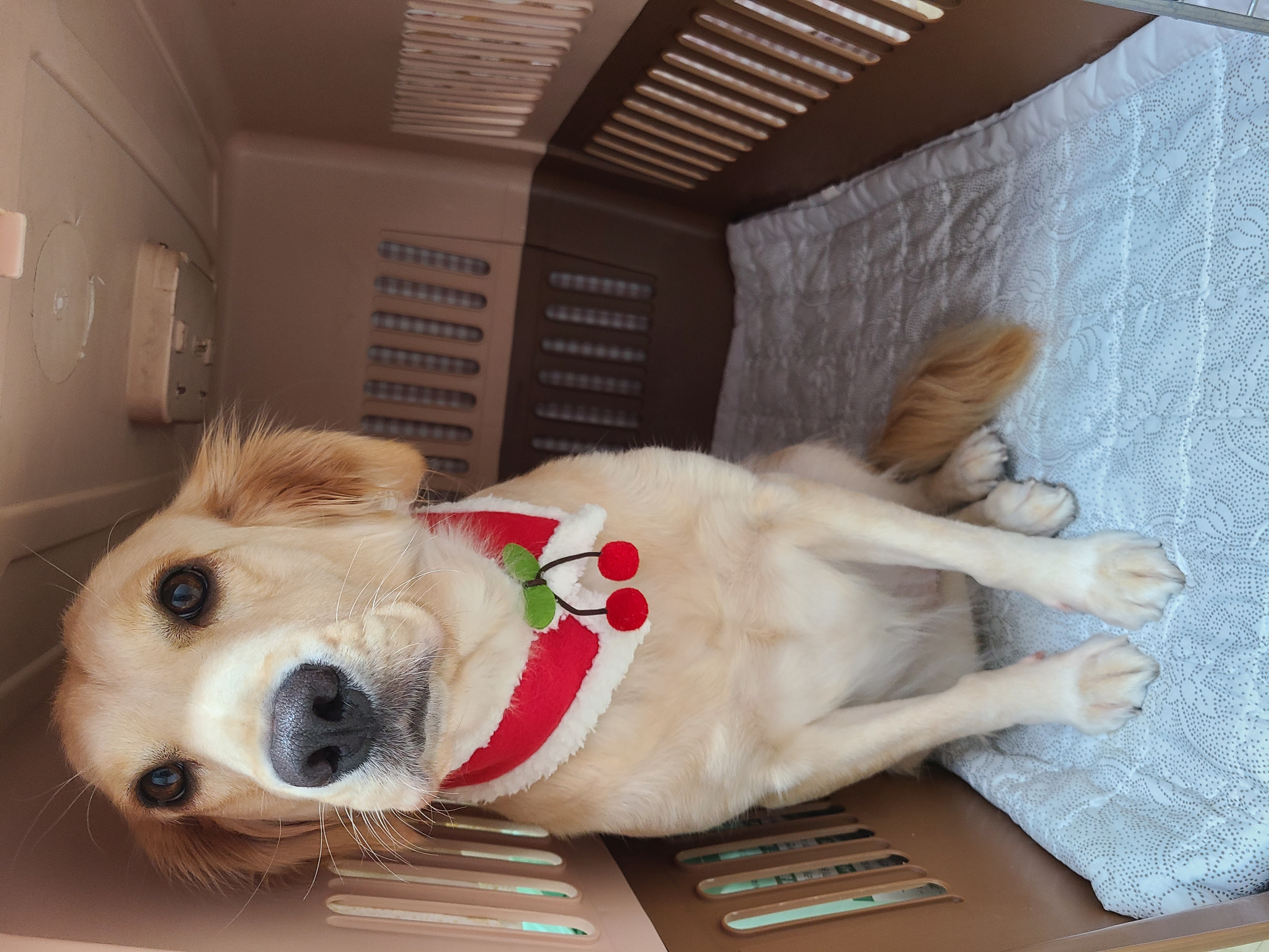 고양6번 로제와 세달입니다~ㅎ