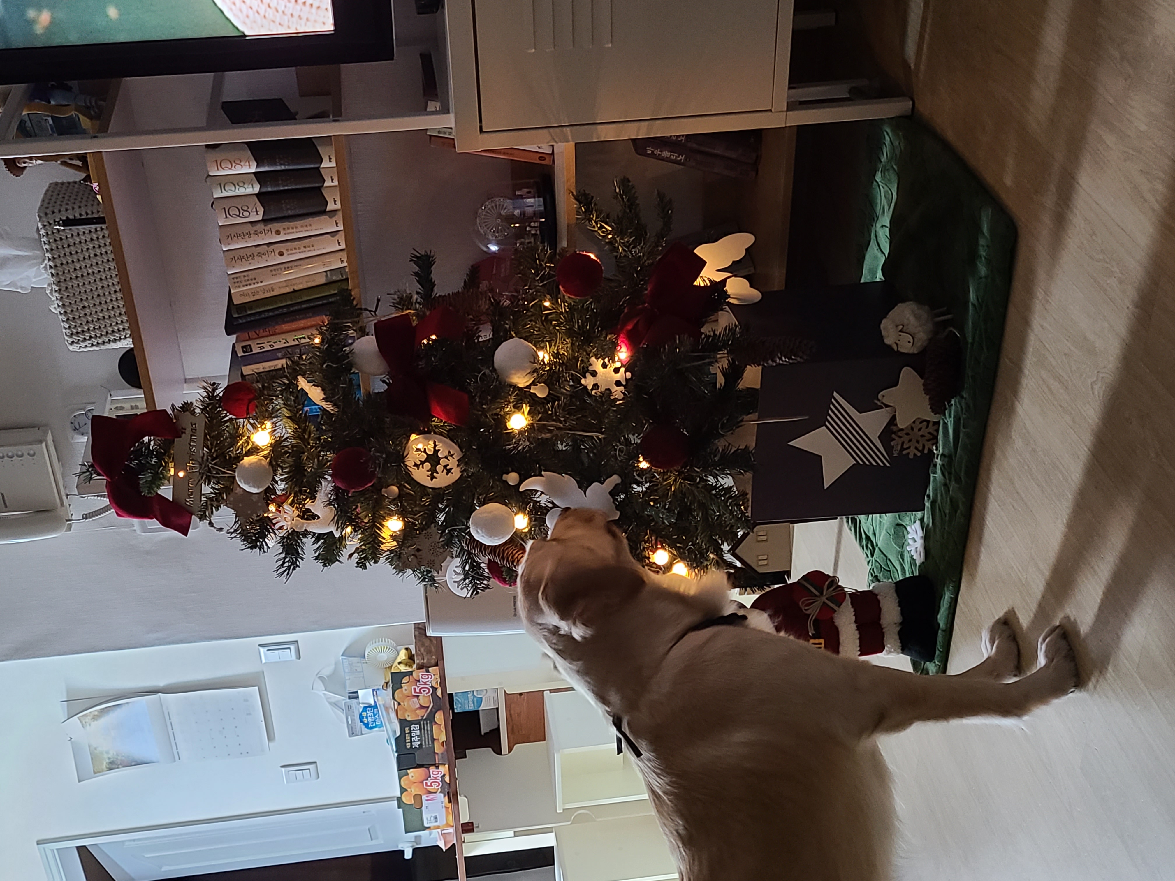 고양6번 로제와 세달입니다~ㅎ