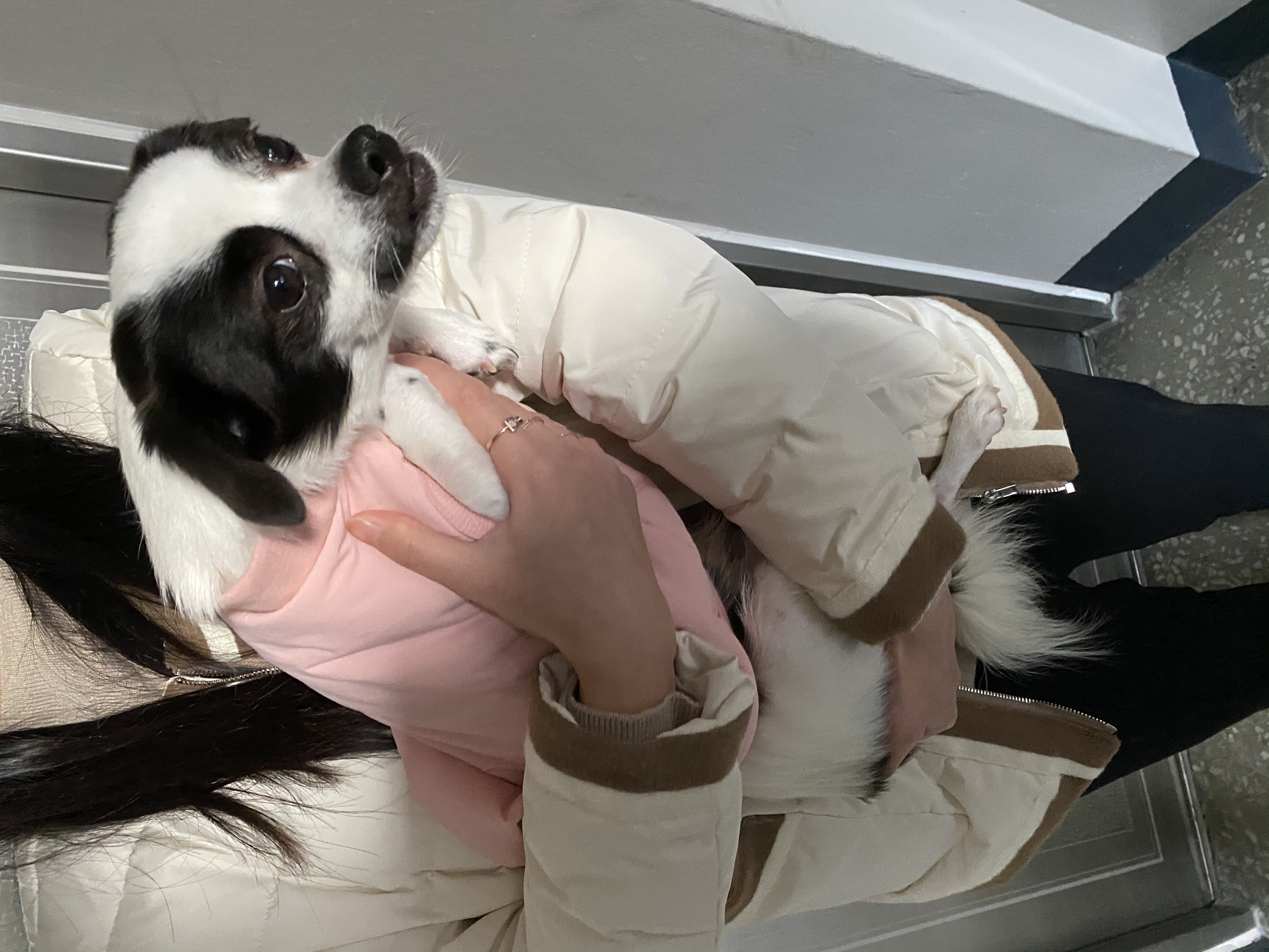 또리(원래이름 조커) 한달후기❤️