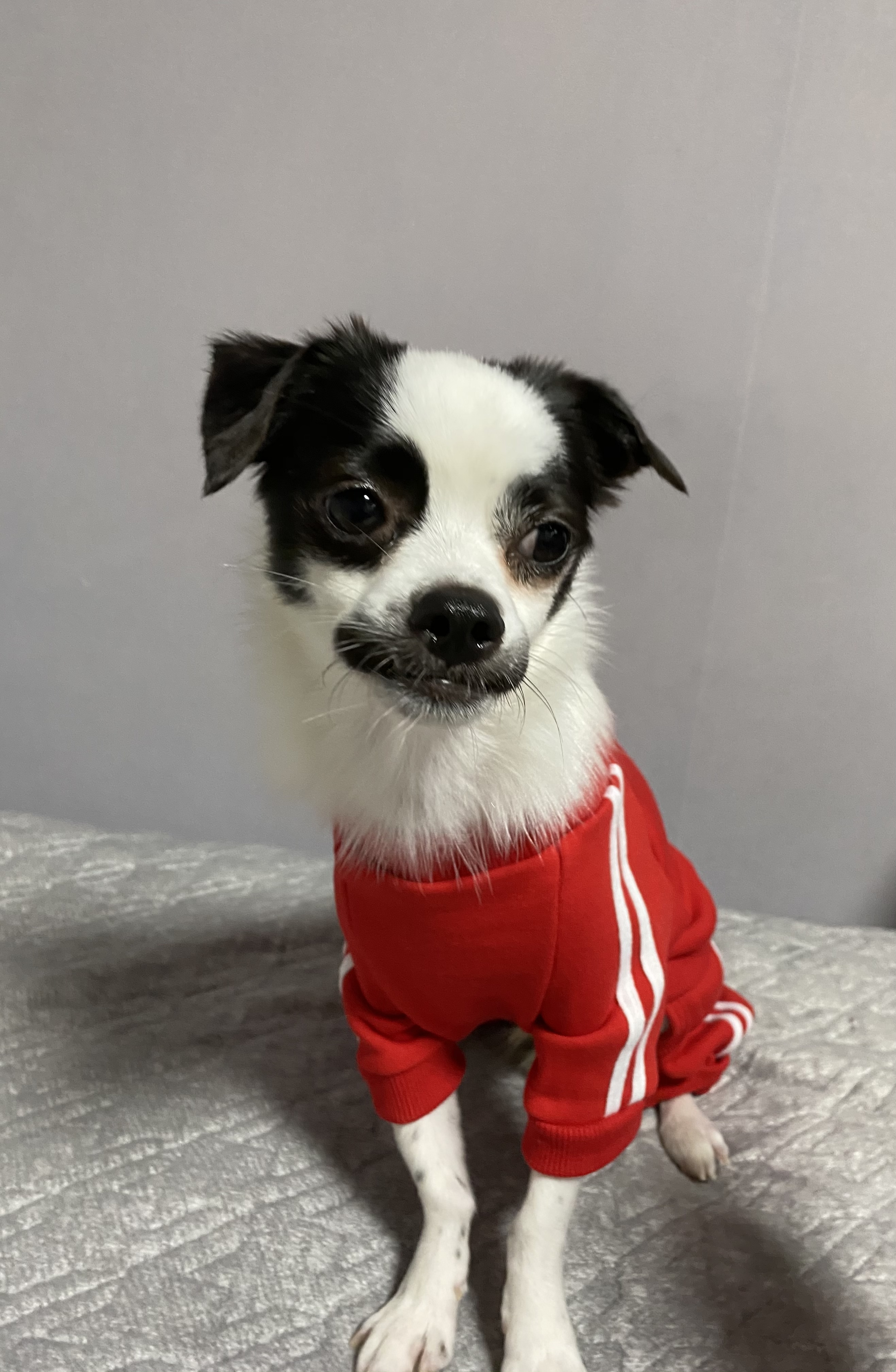 또리(원래이름 조커) 한달후기❤️