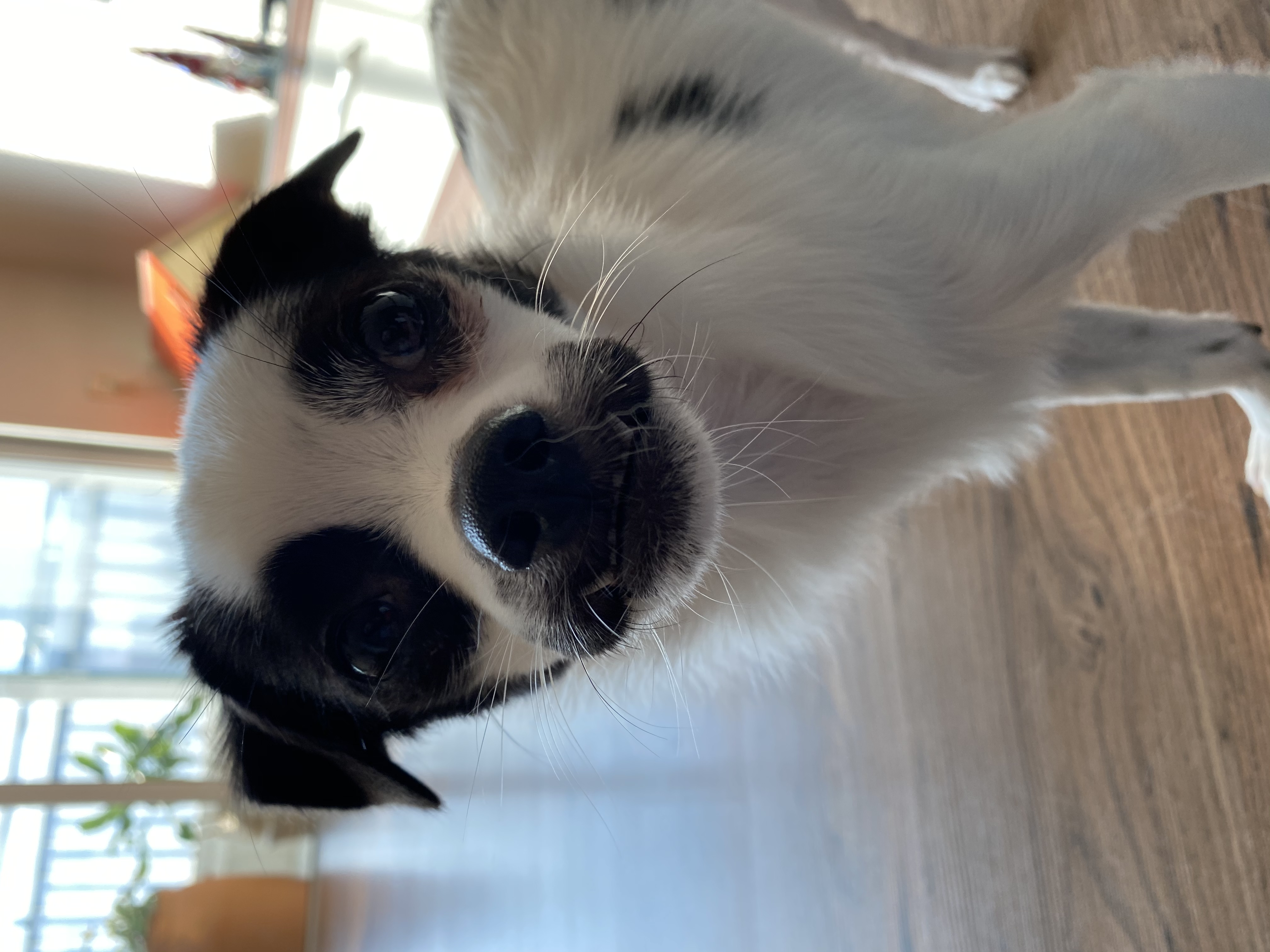 또리(원래이름 조커) 한달후기❤️