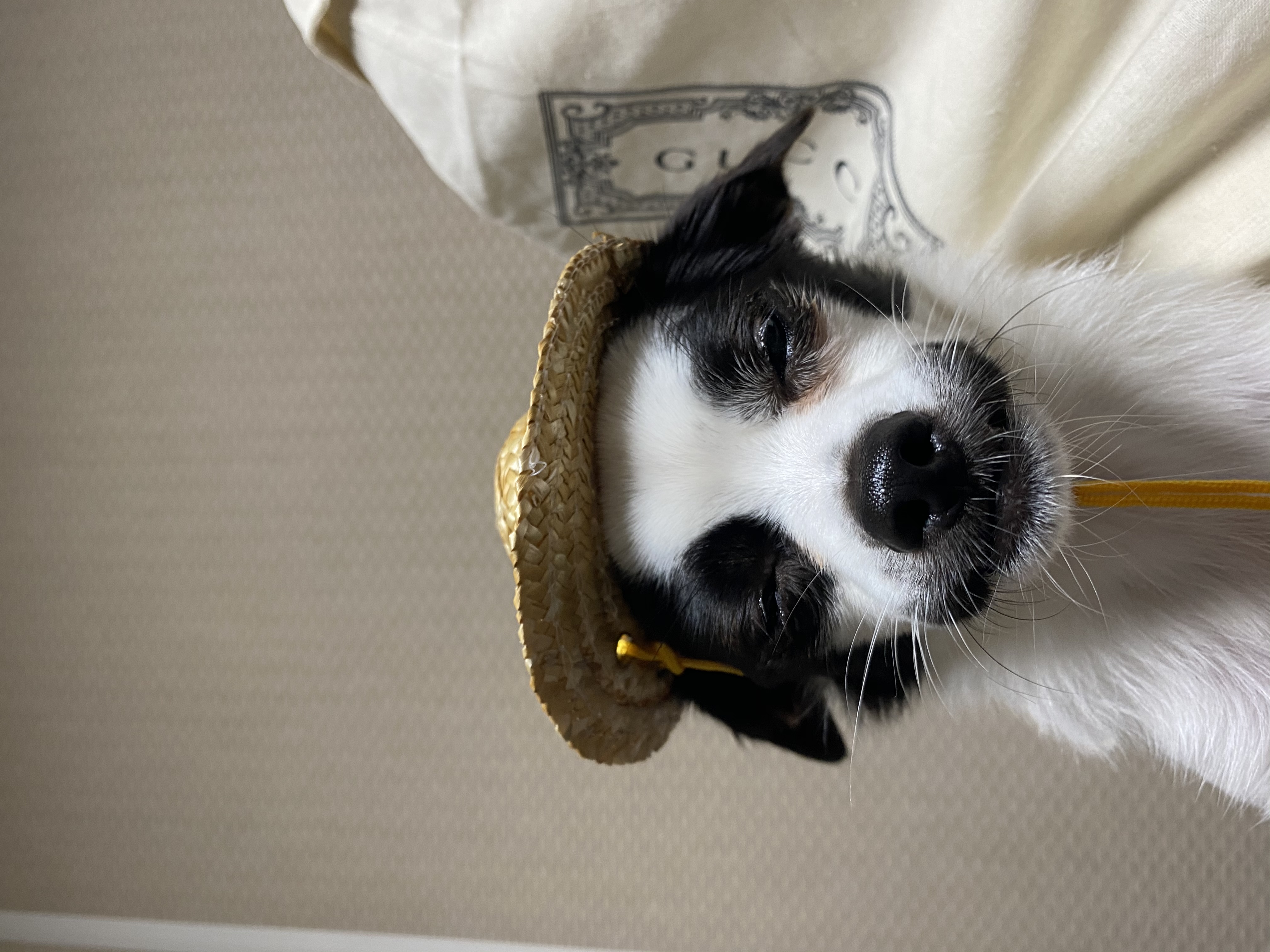 또리(원래이름 조커) 한달후기❤️