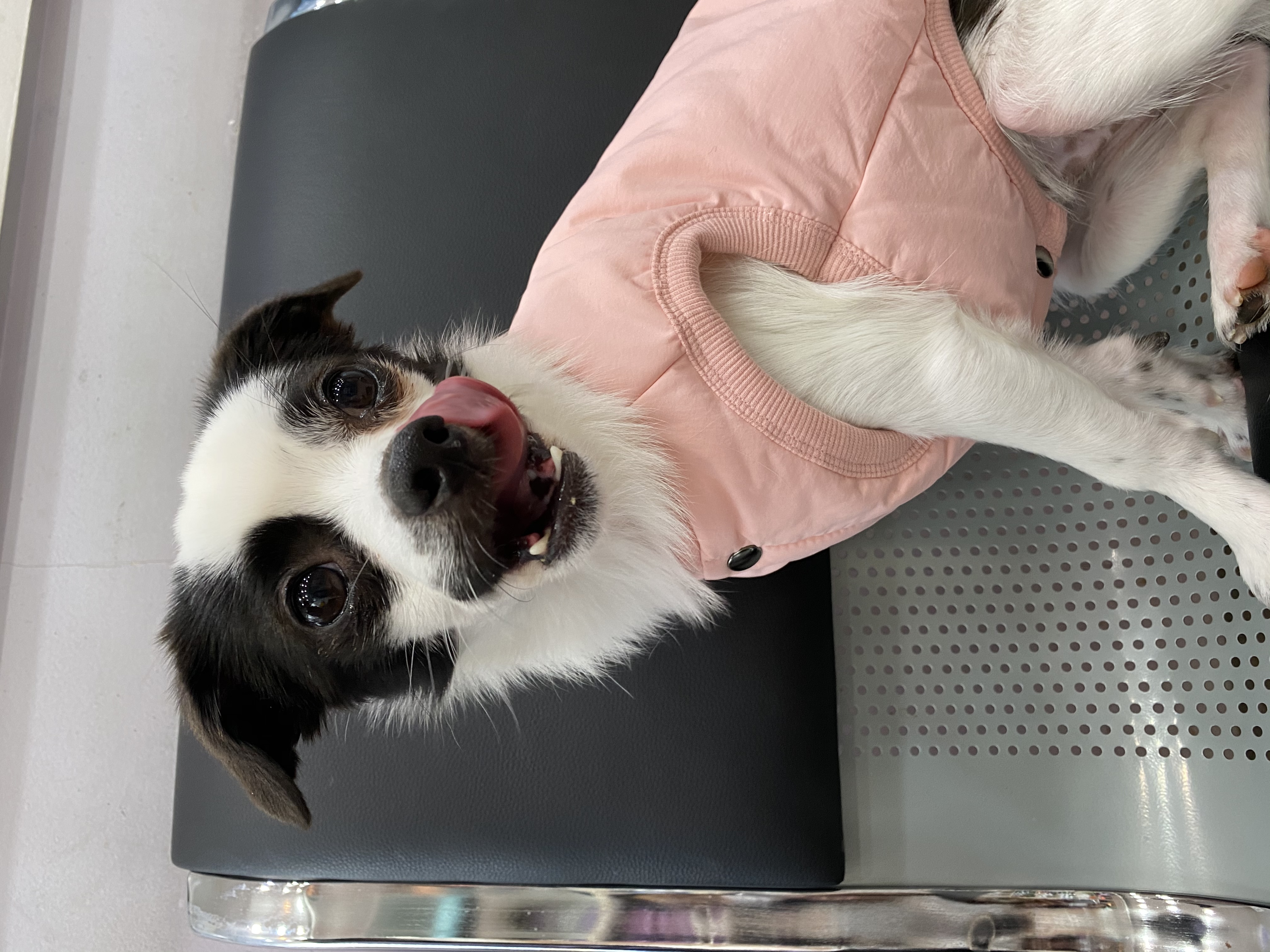 또리(원래이름 조커) 한달후기❤️