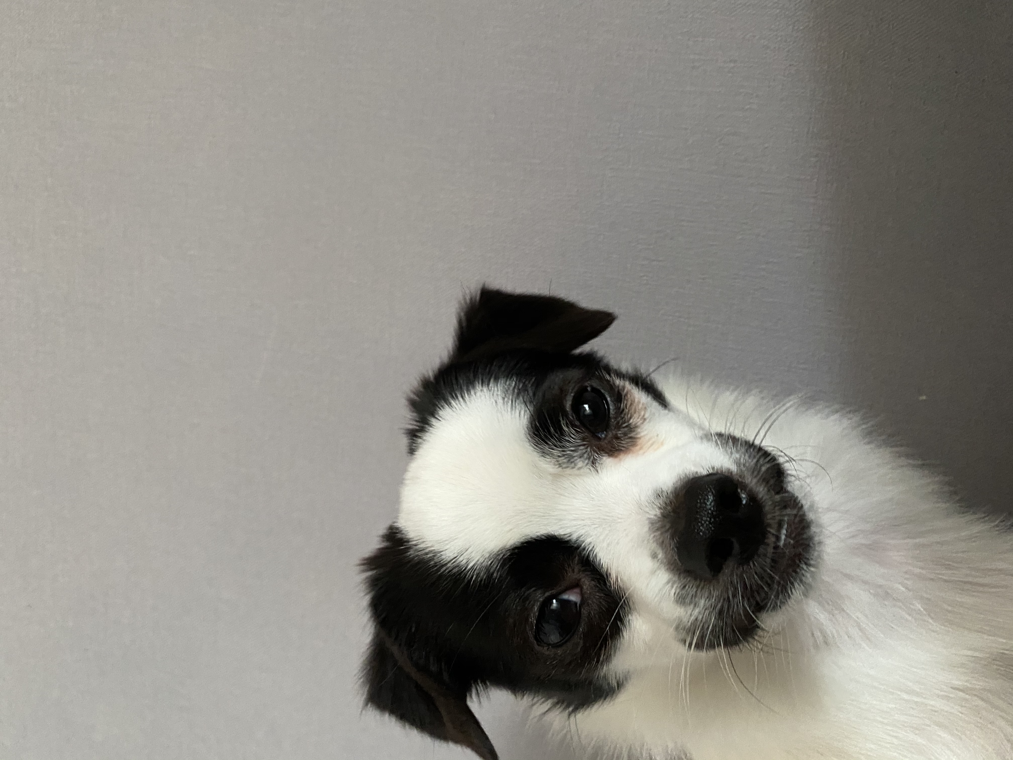 또리(원래이름 조커) 한달후기❤️