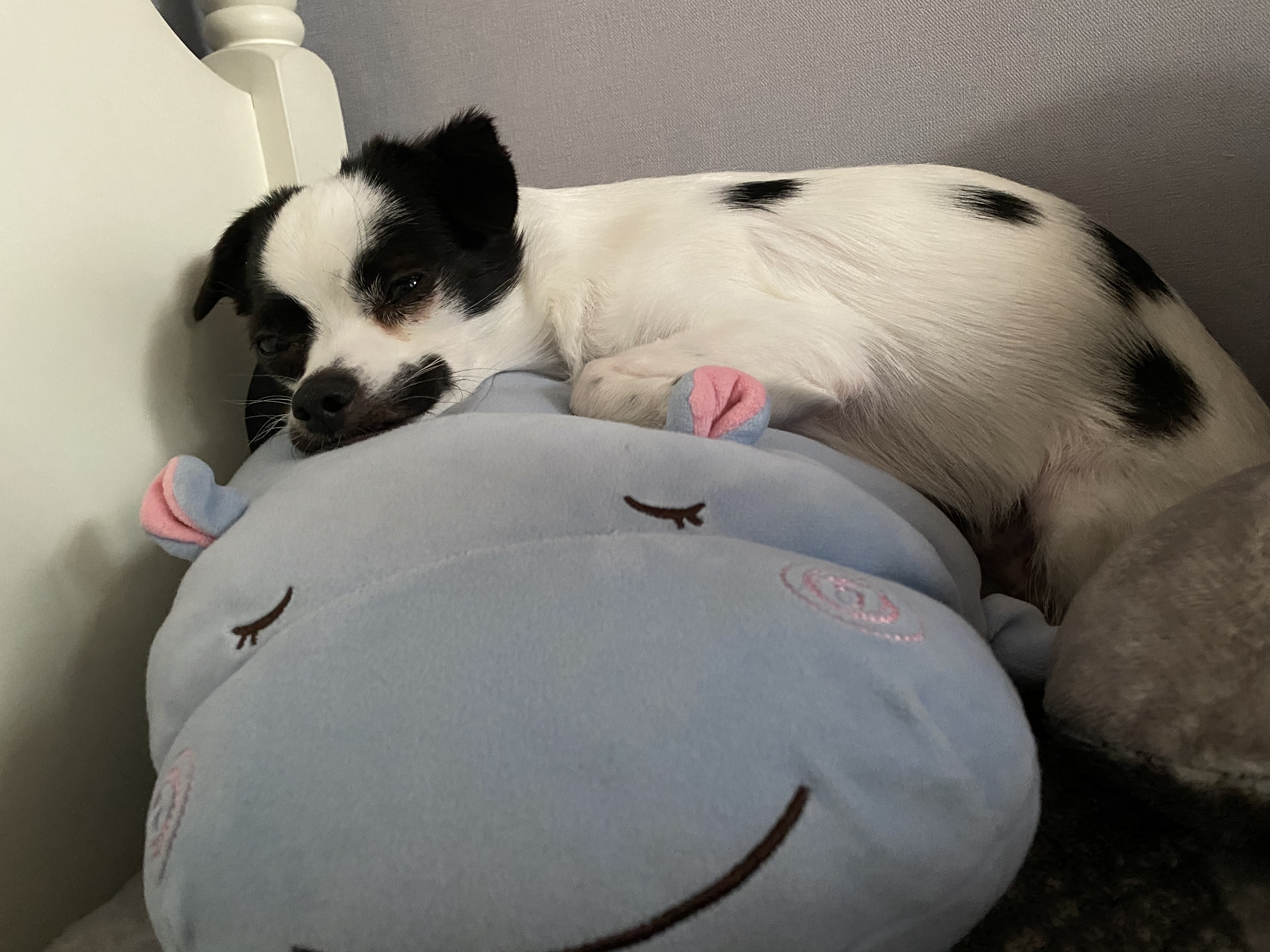 또리(원래이름 조커) 한달후기❤️