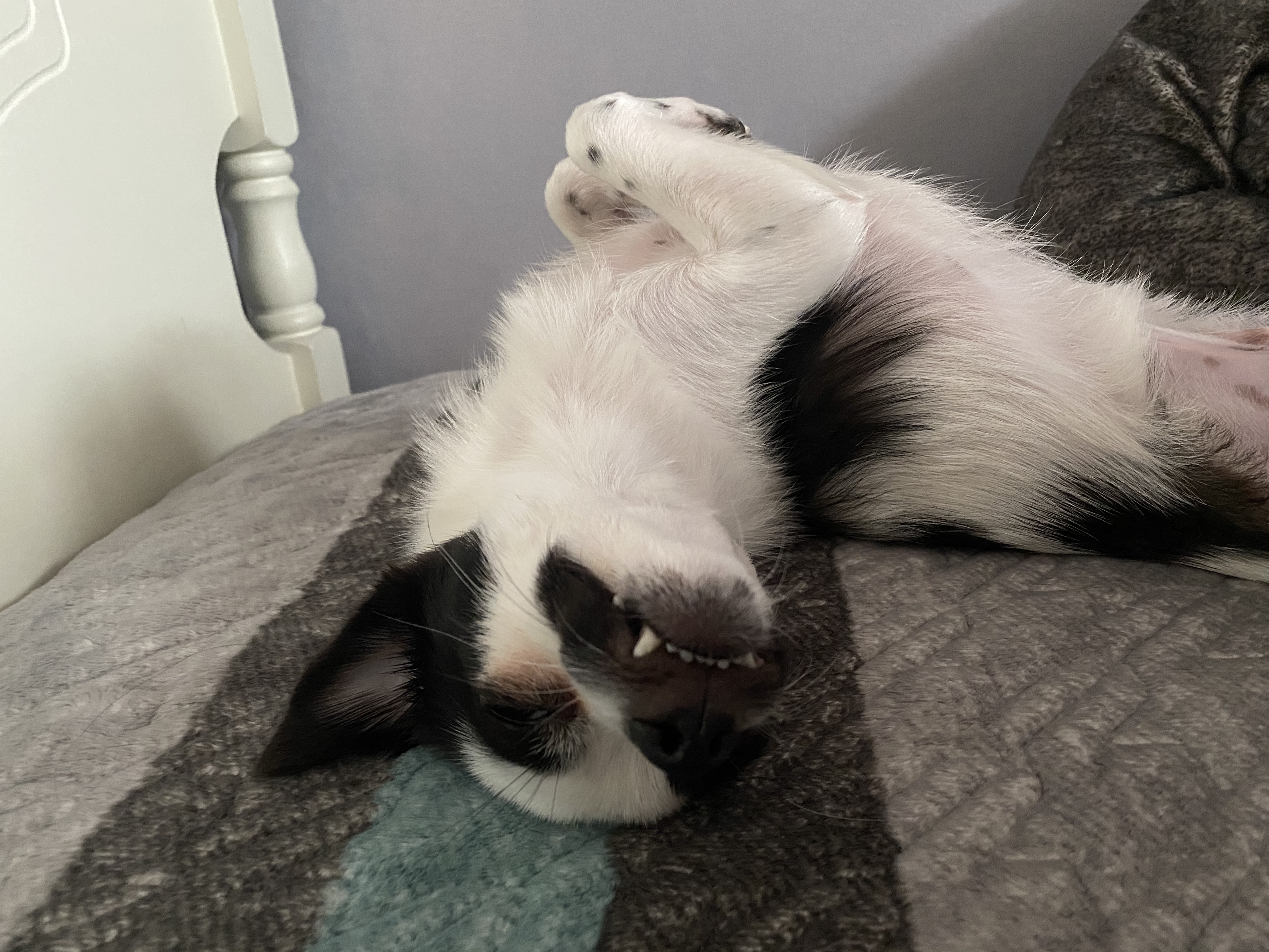 또리(원래이름 조커) 한달후기❤️