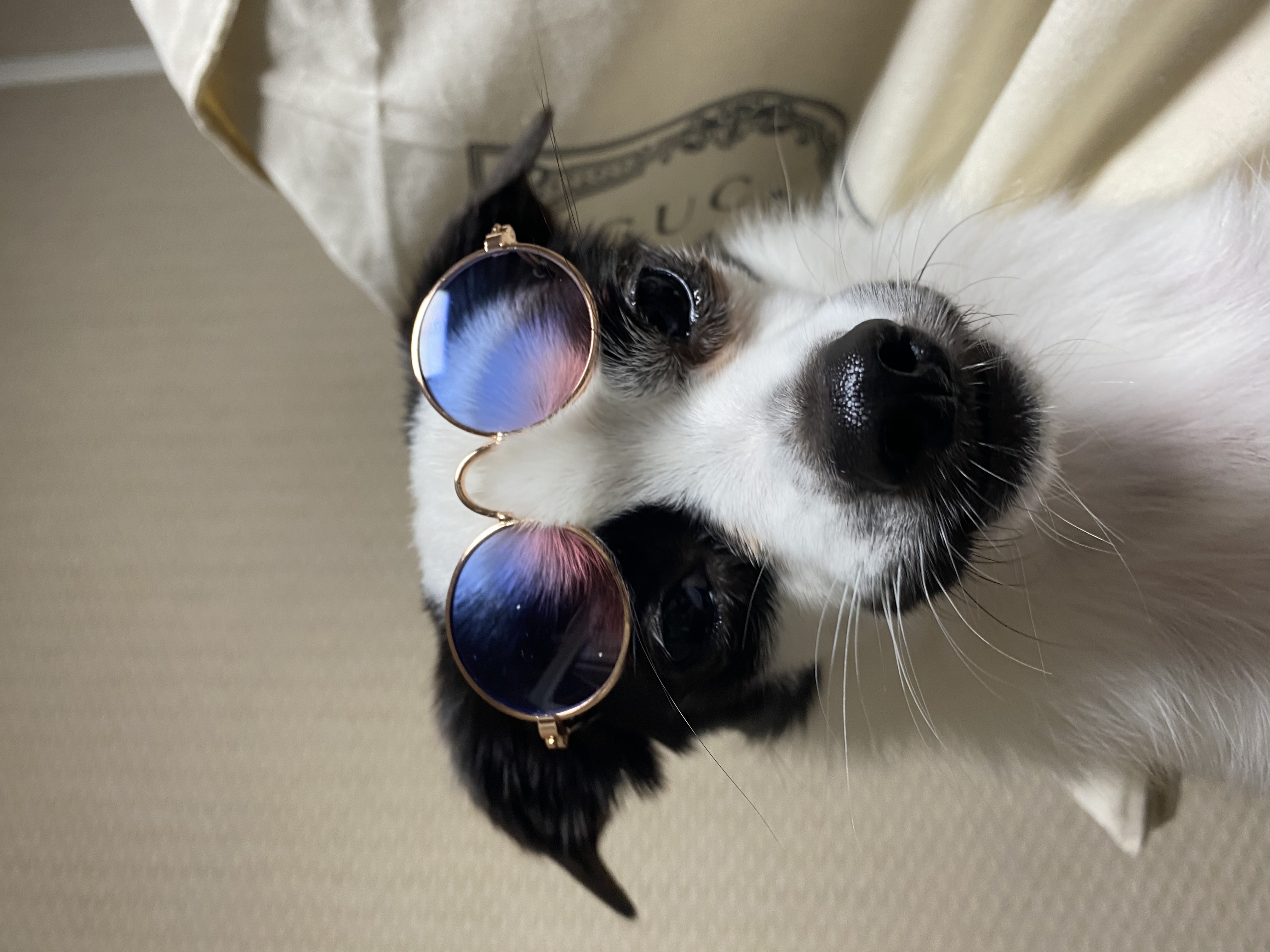 또리(원래이름 조커) 한달후기❤️