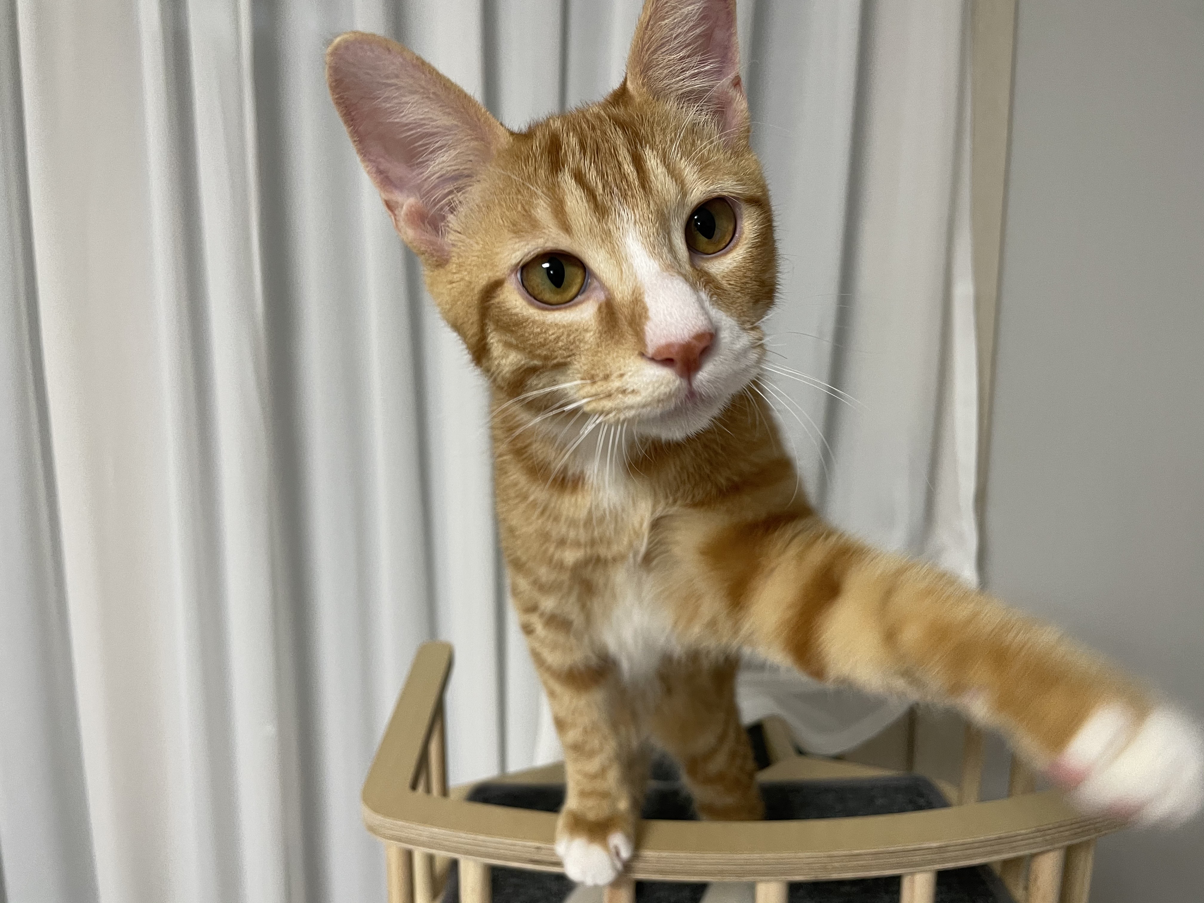 리치 한달 입양후기