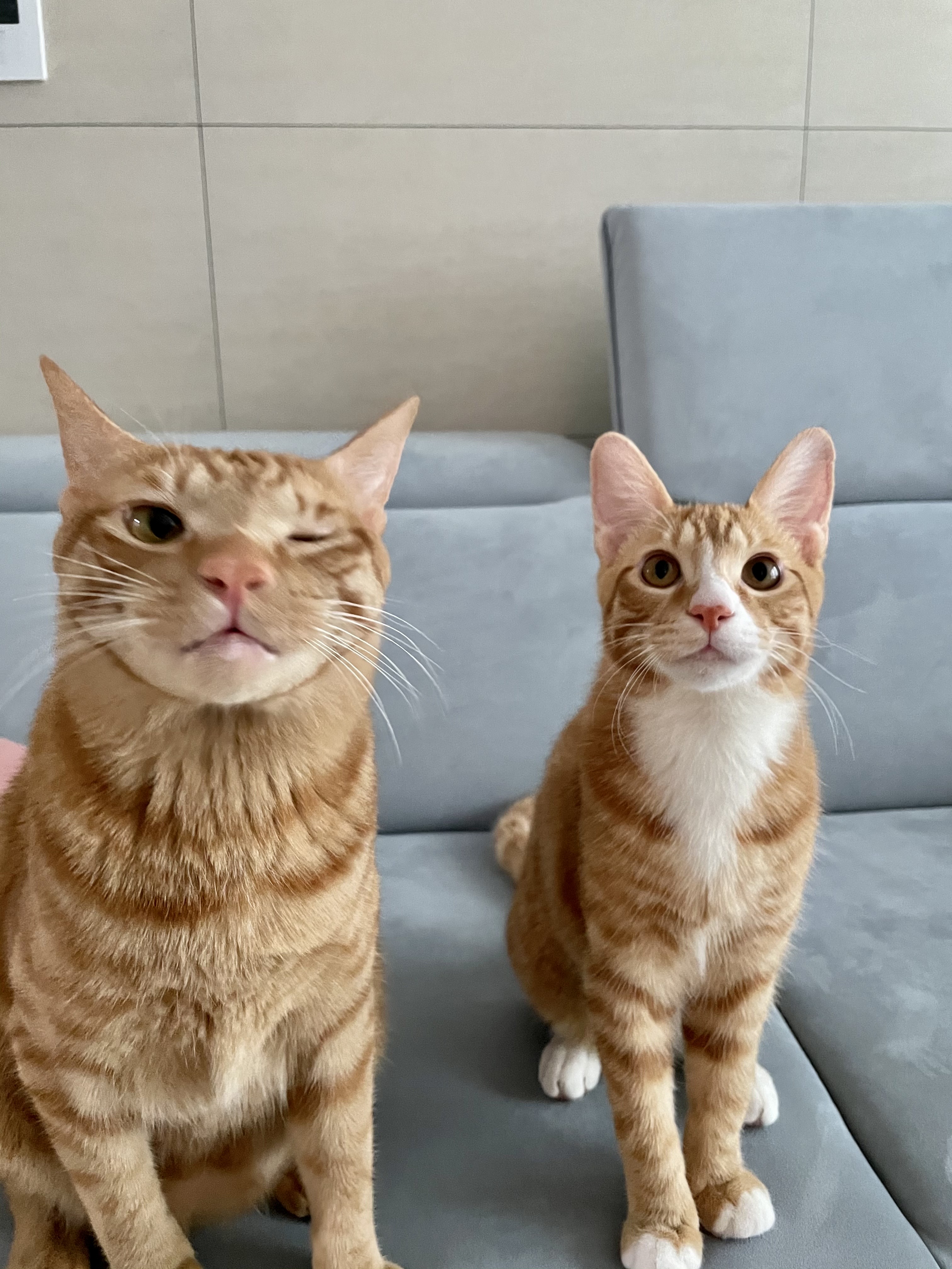 리치 한달 입양후기