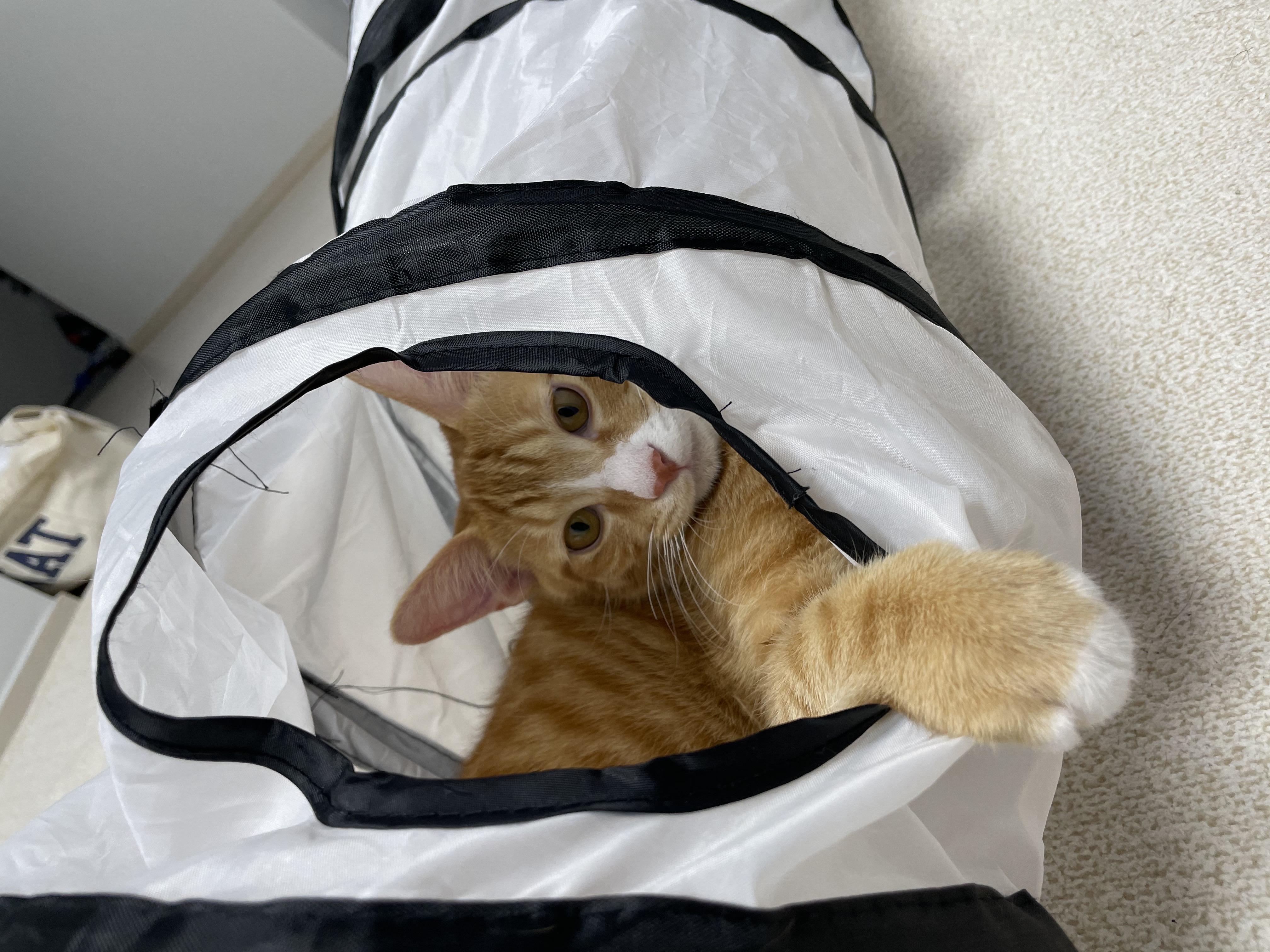 리치 한달 입양후기