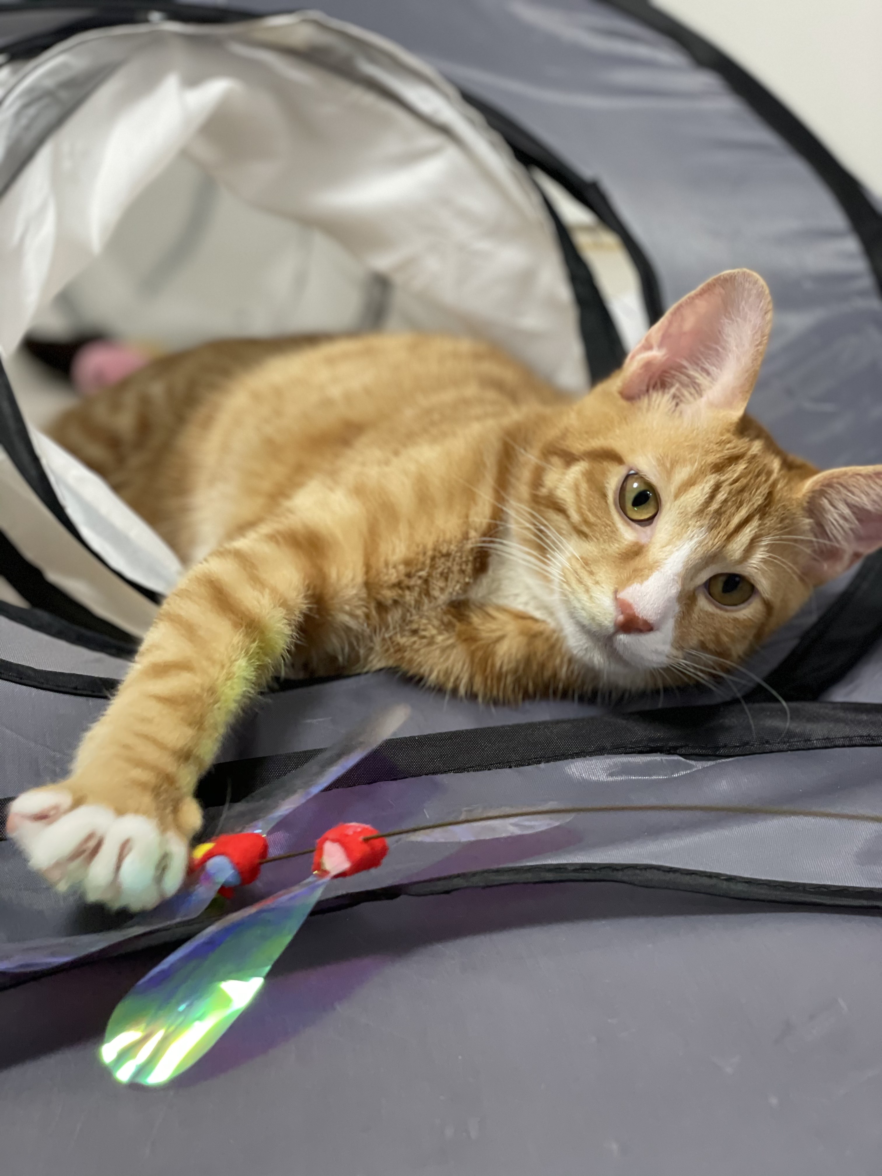 리치 한달 입양후기