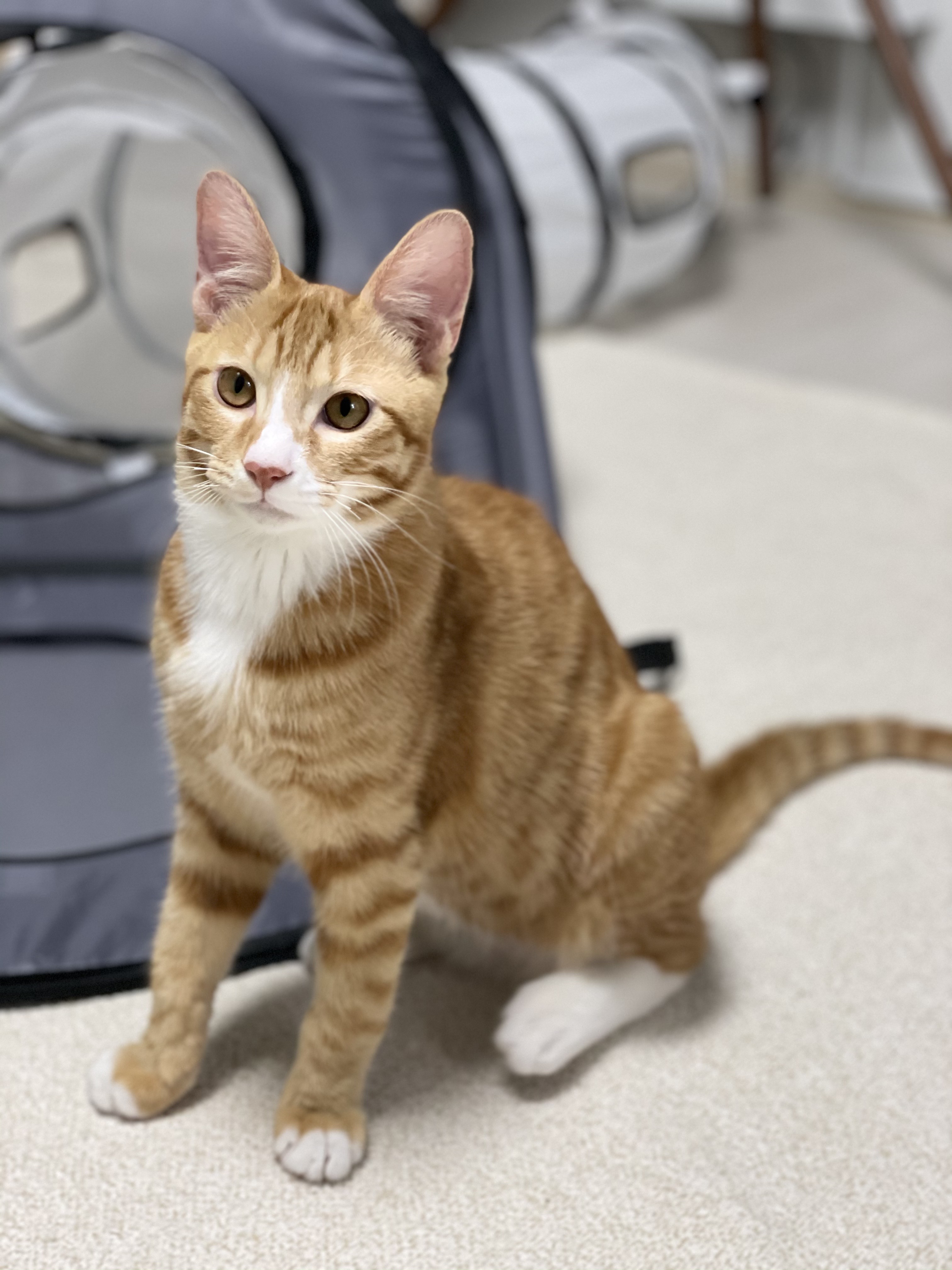 리치 한달 입양후기