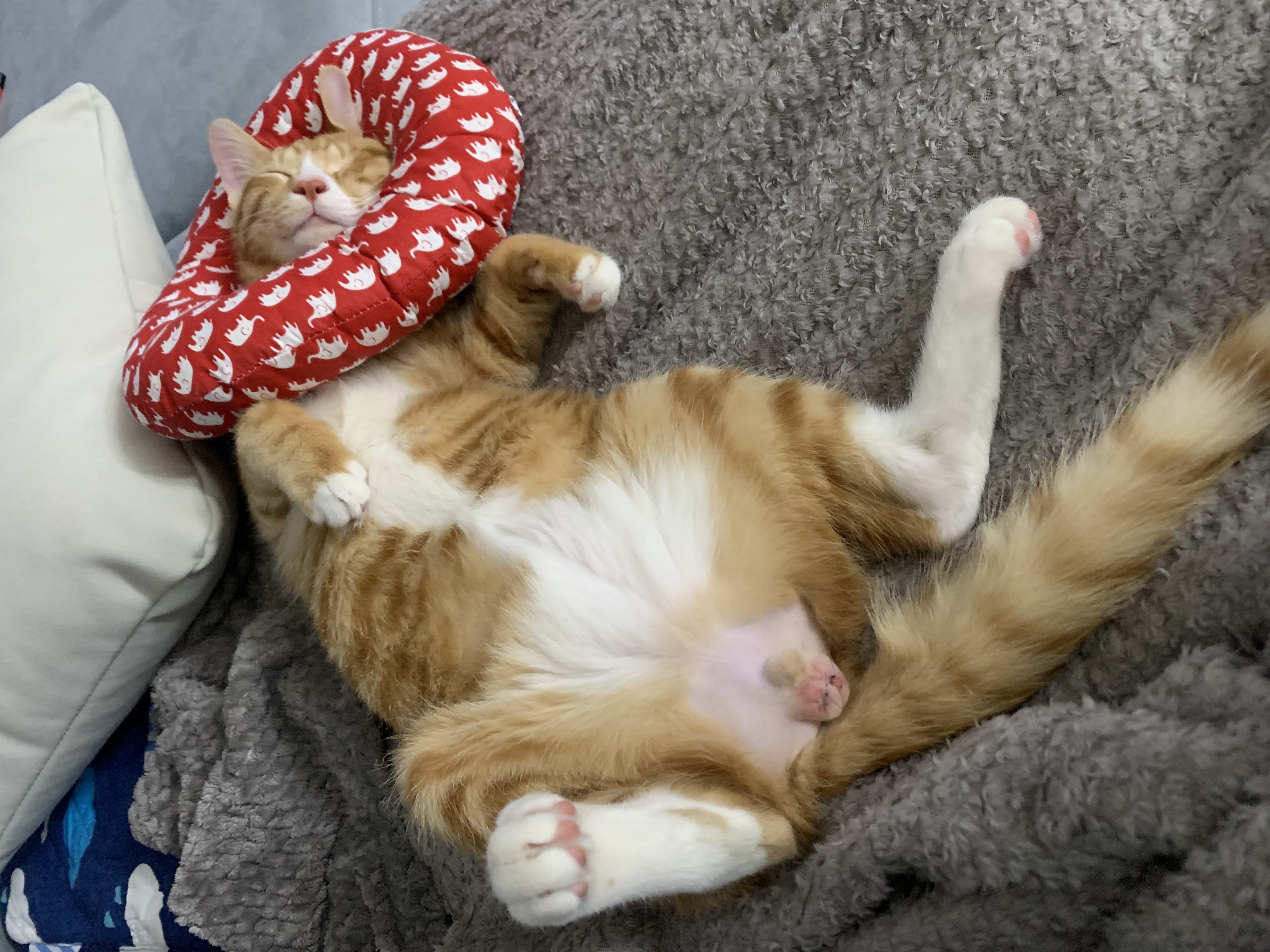 리치 한달 입양후기