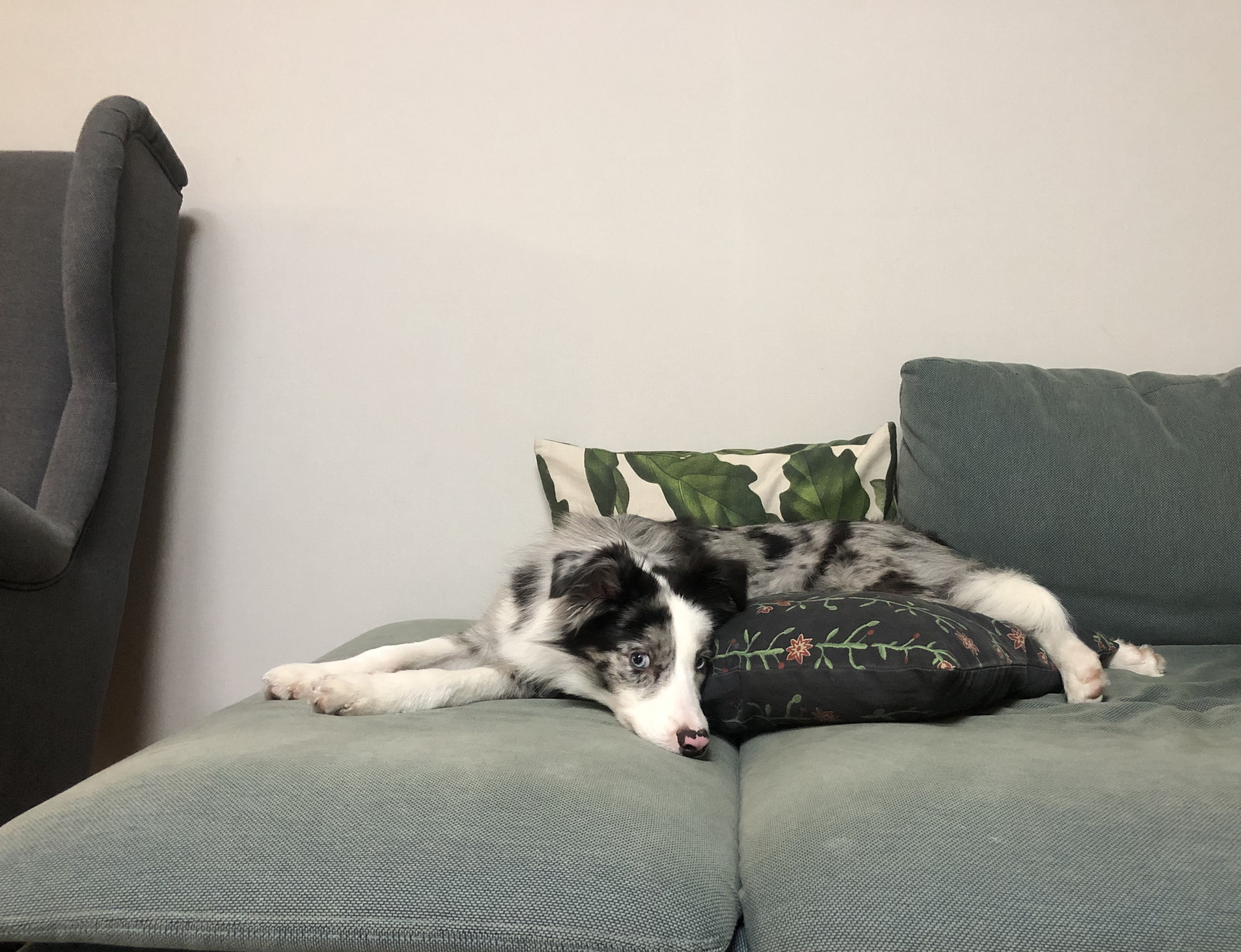 샤인이 인사합니다