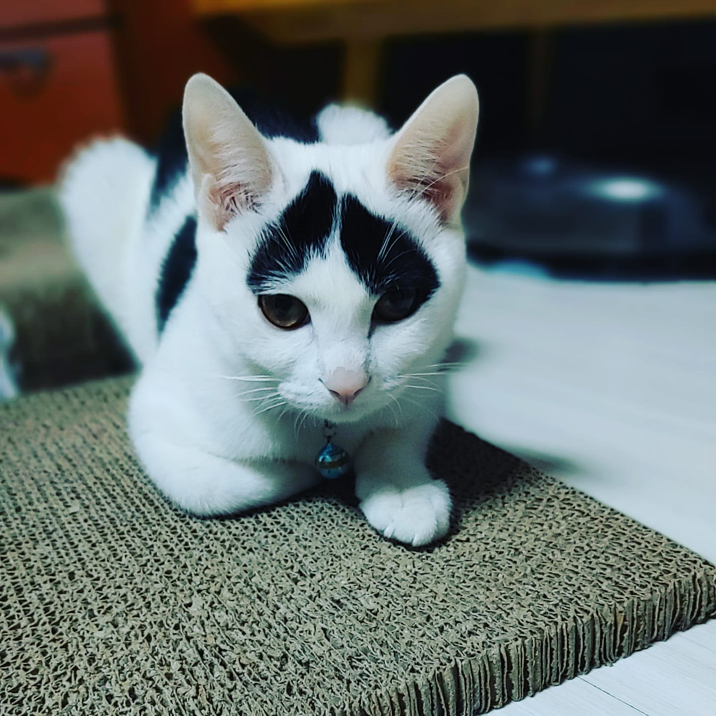 아직3개월밖에 안된 입양후기