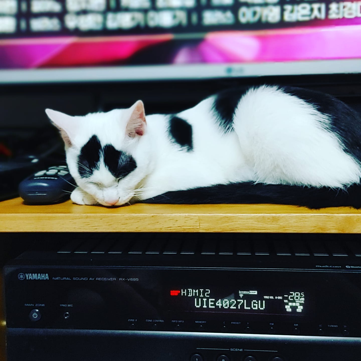 아직3개월밖에 안된 입양후기