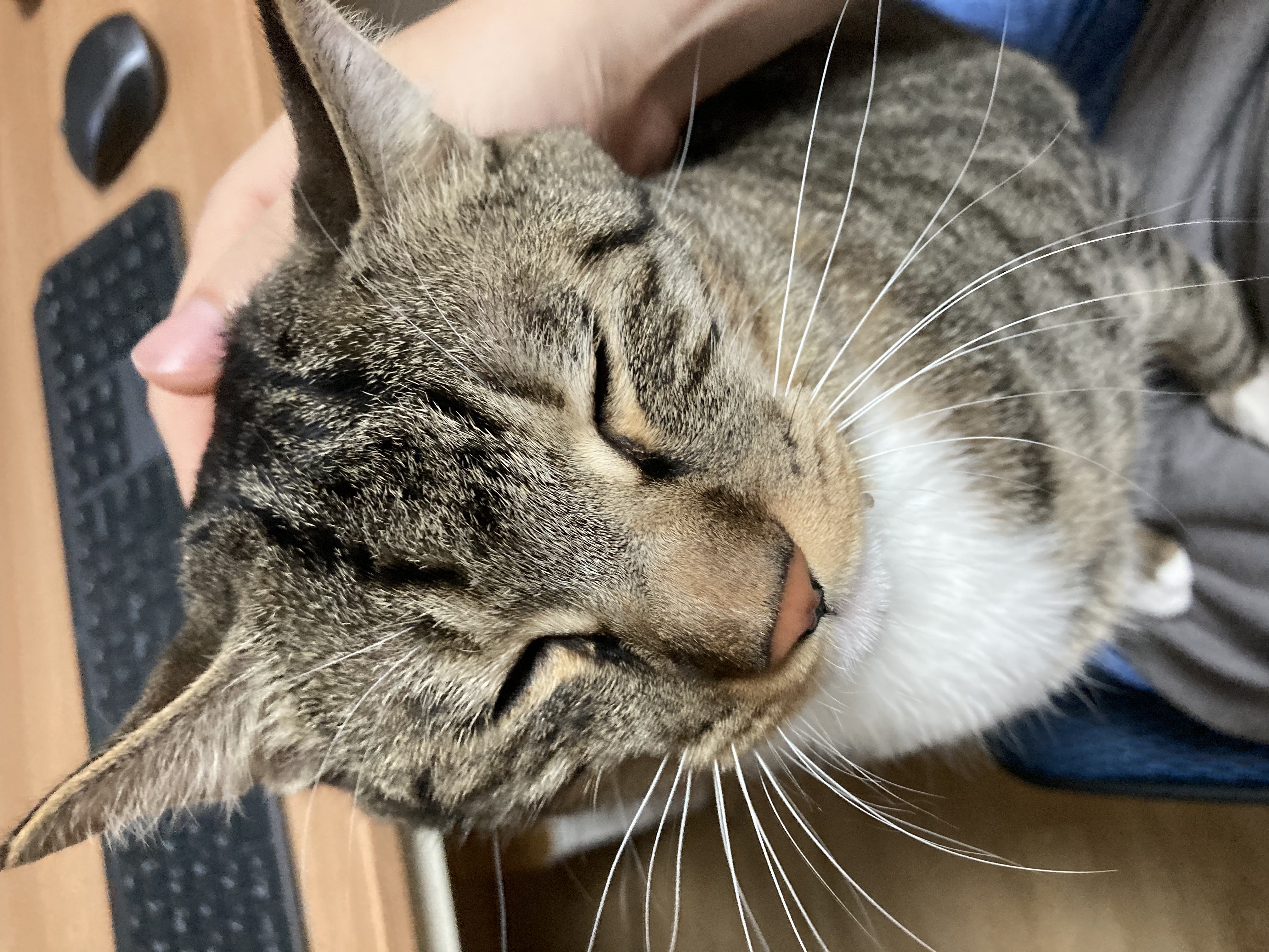 코리 엄마 사랑해요❤️ -깨비 올림