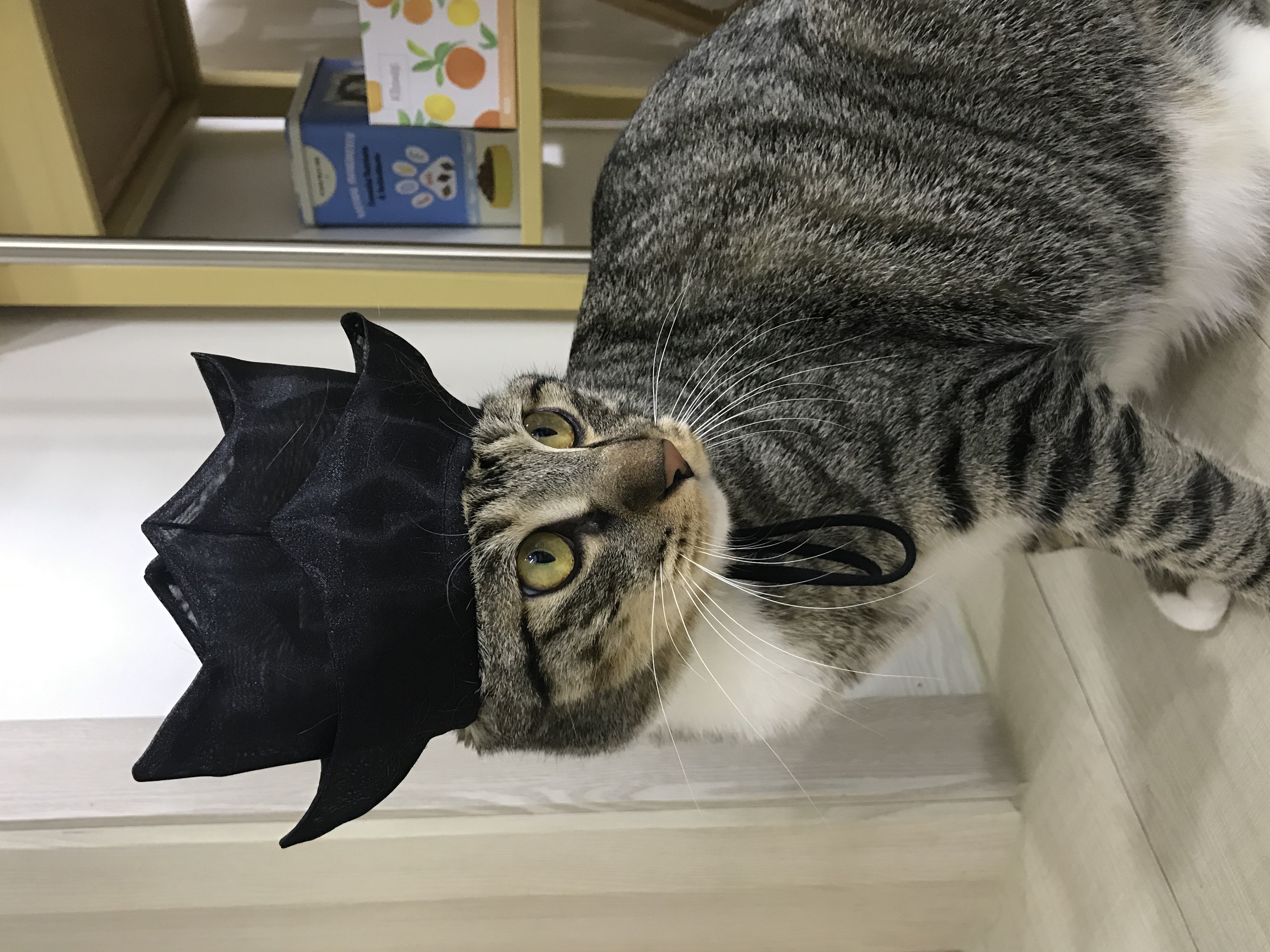 코리 엄마 사랑해요❤️ -깨비 올림