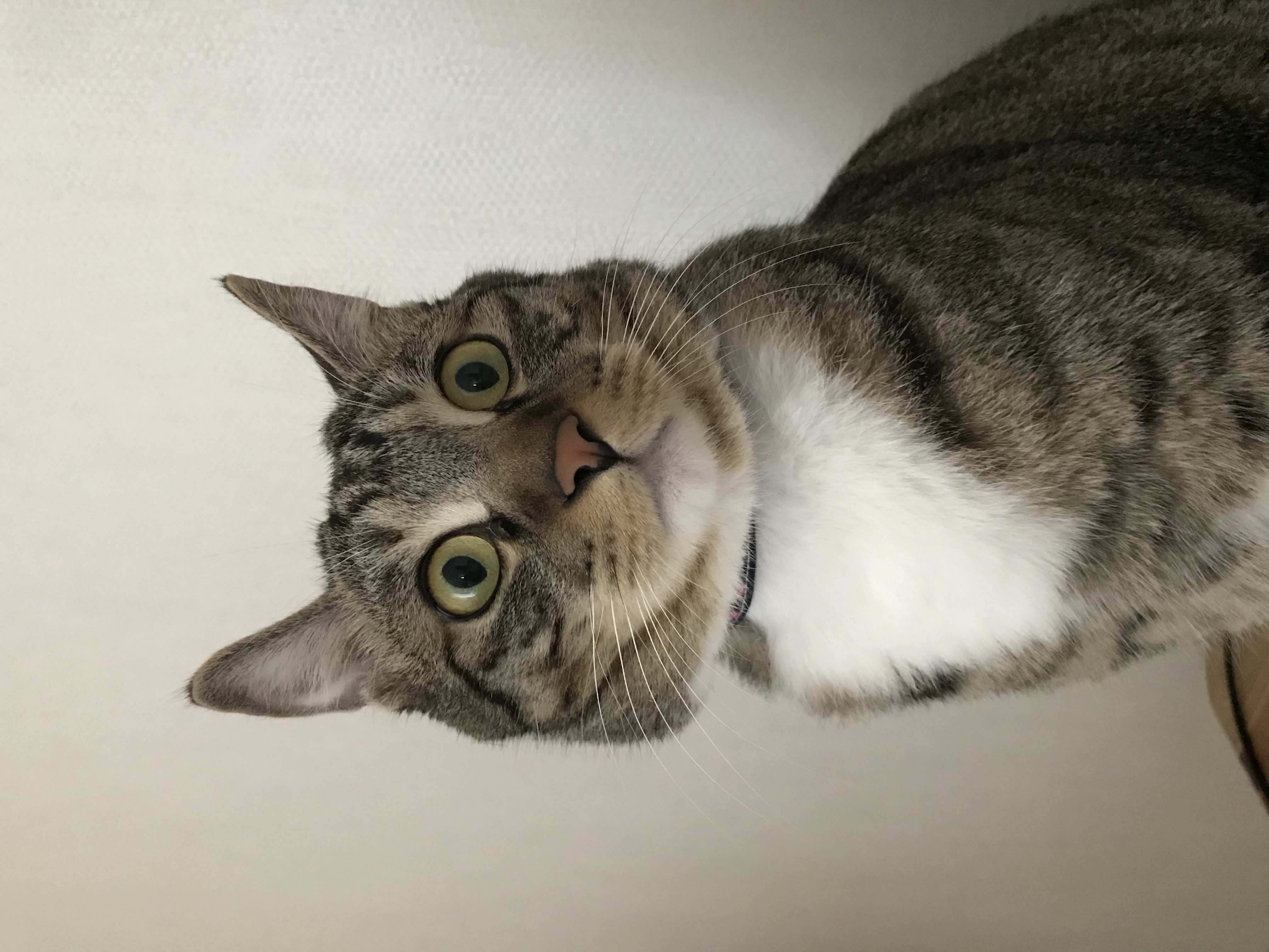 코리 엄마 사랑해요❤️ -깨비 올림